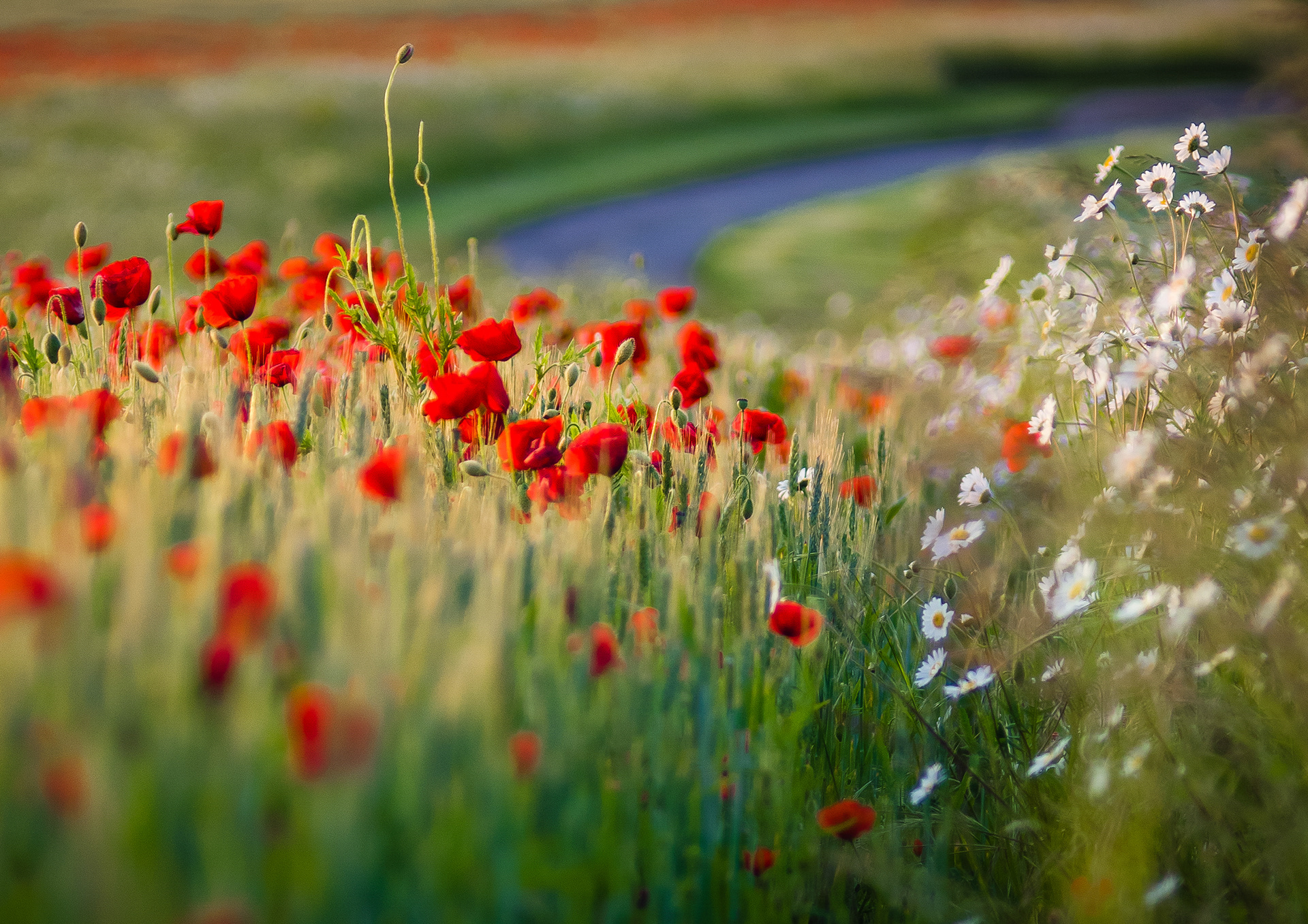 Poppies and oxeyes