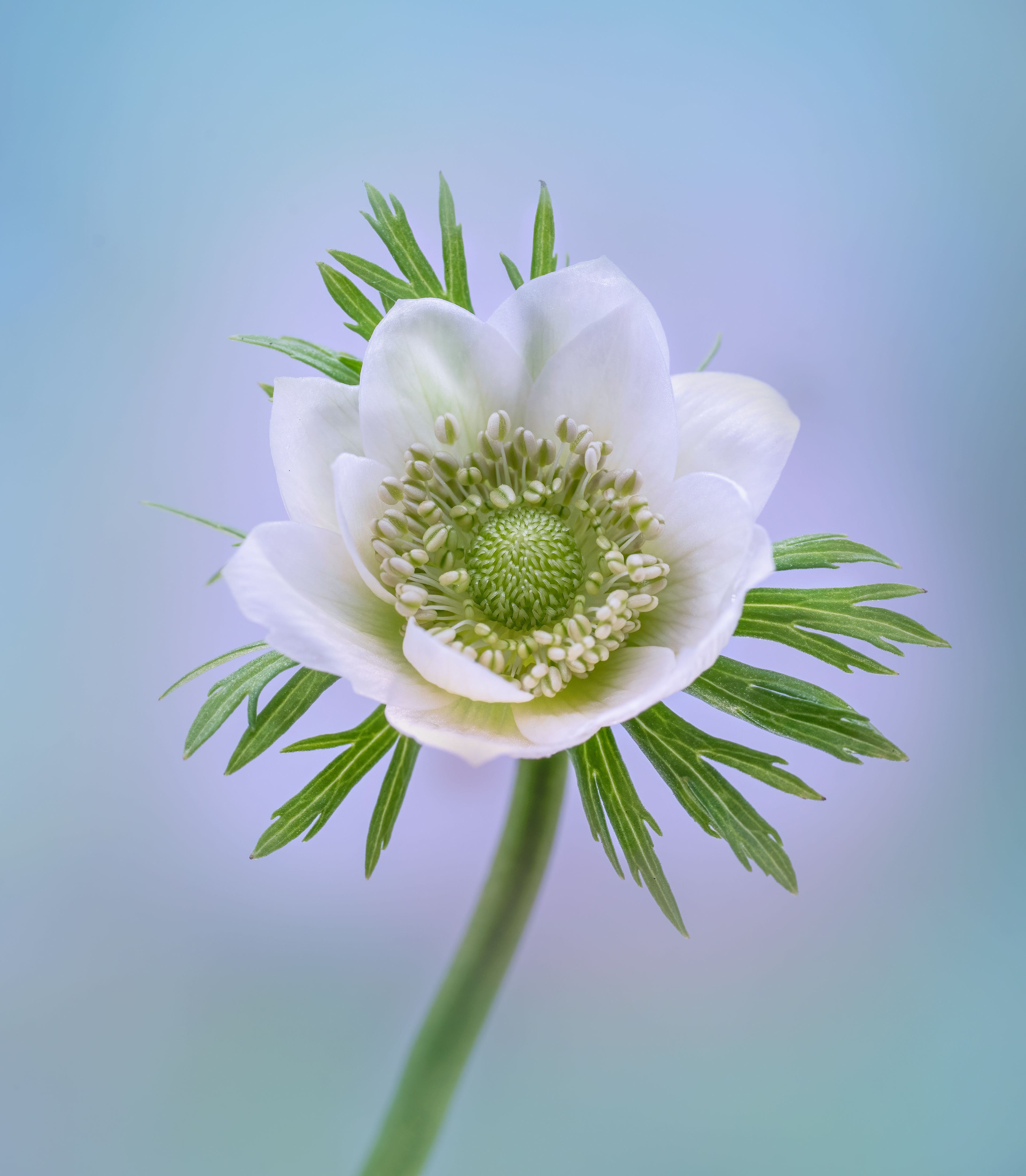 White Anemone