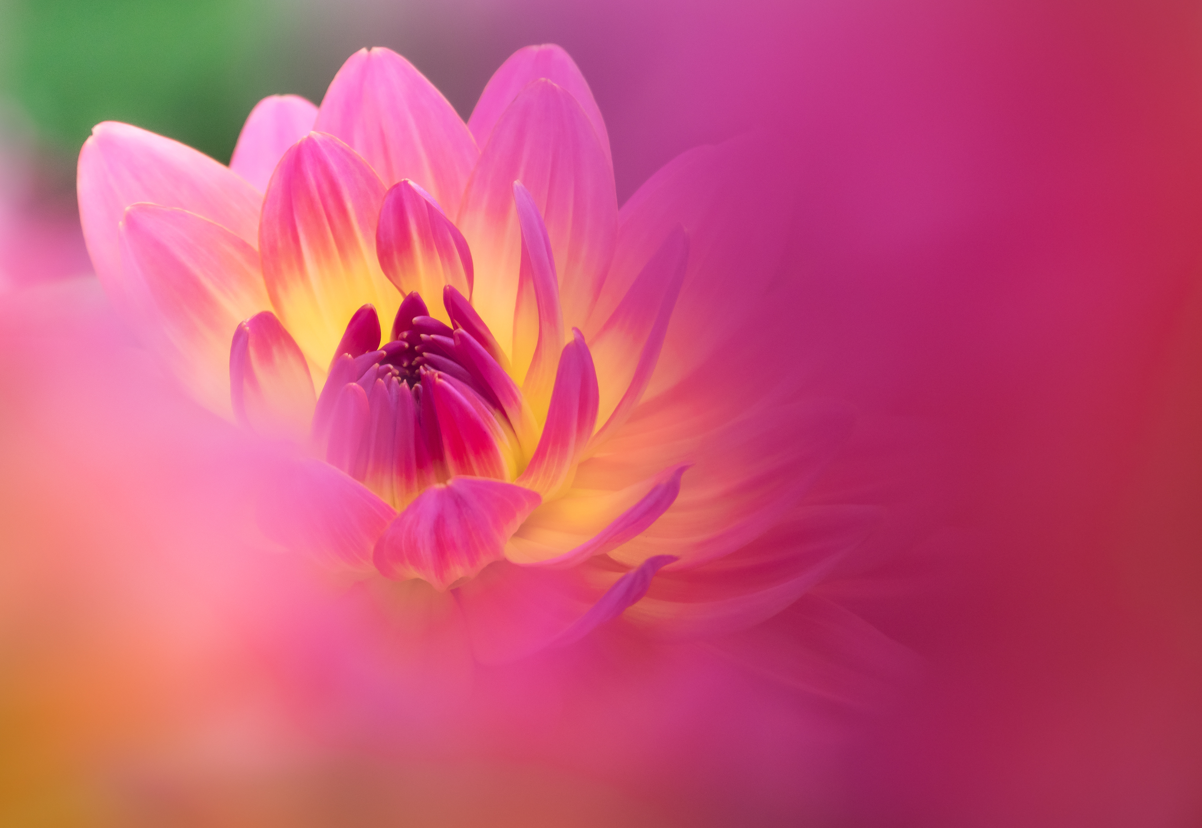 Shooting through the dahlias