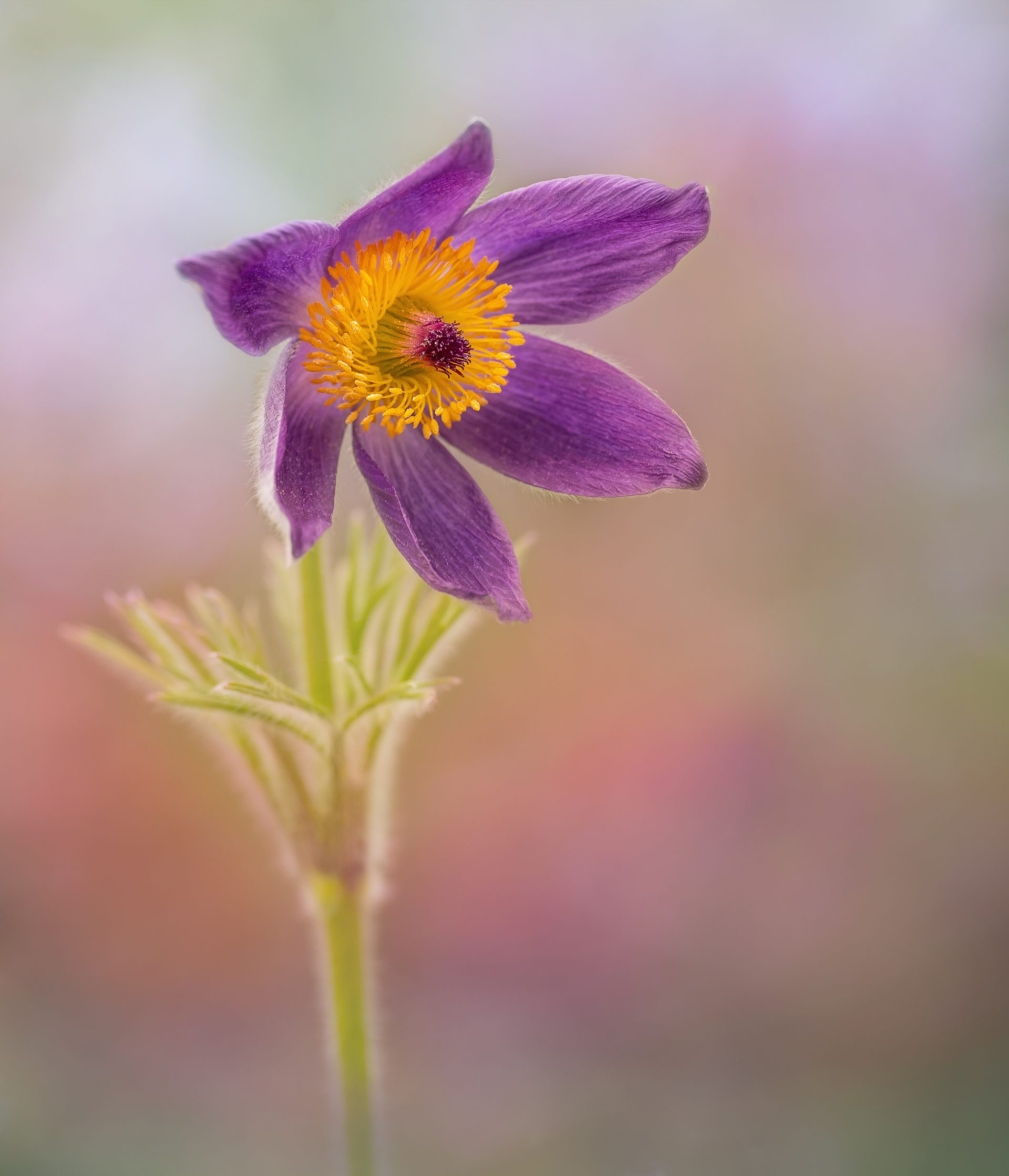 Pasque Flower in Spring Light