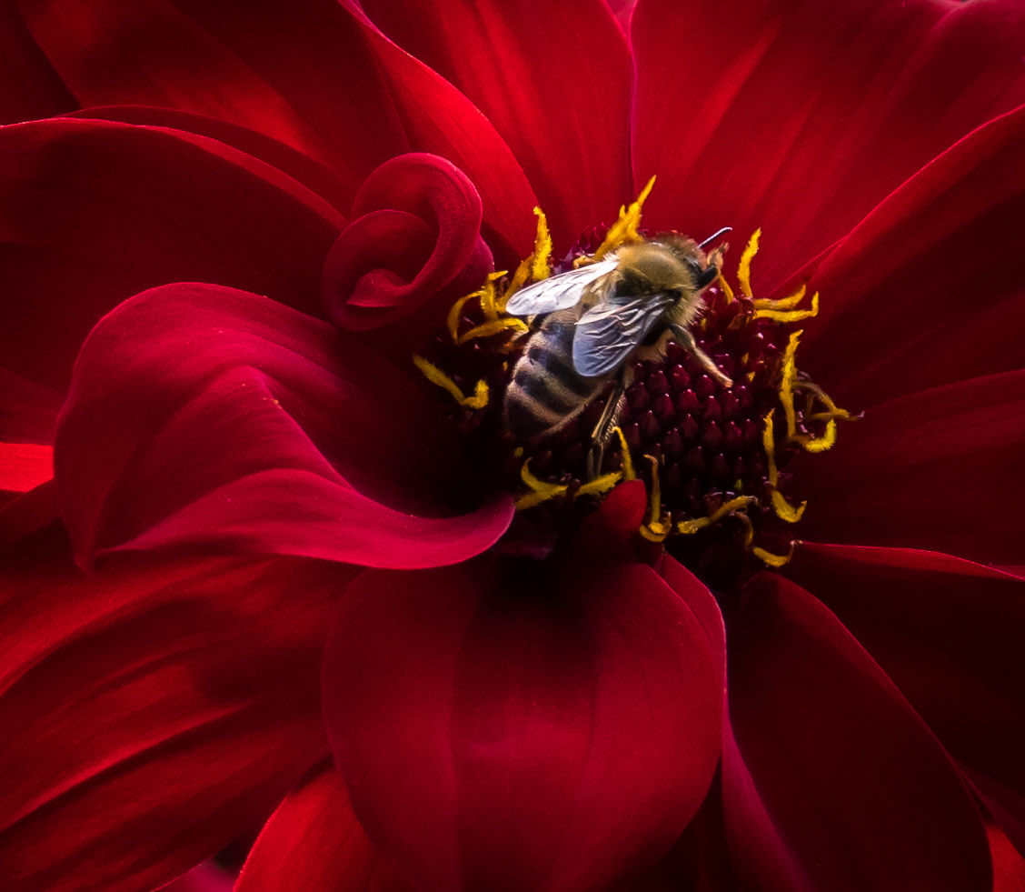 Honey bee on dahlia