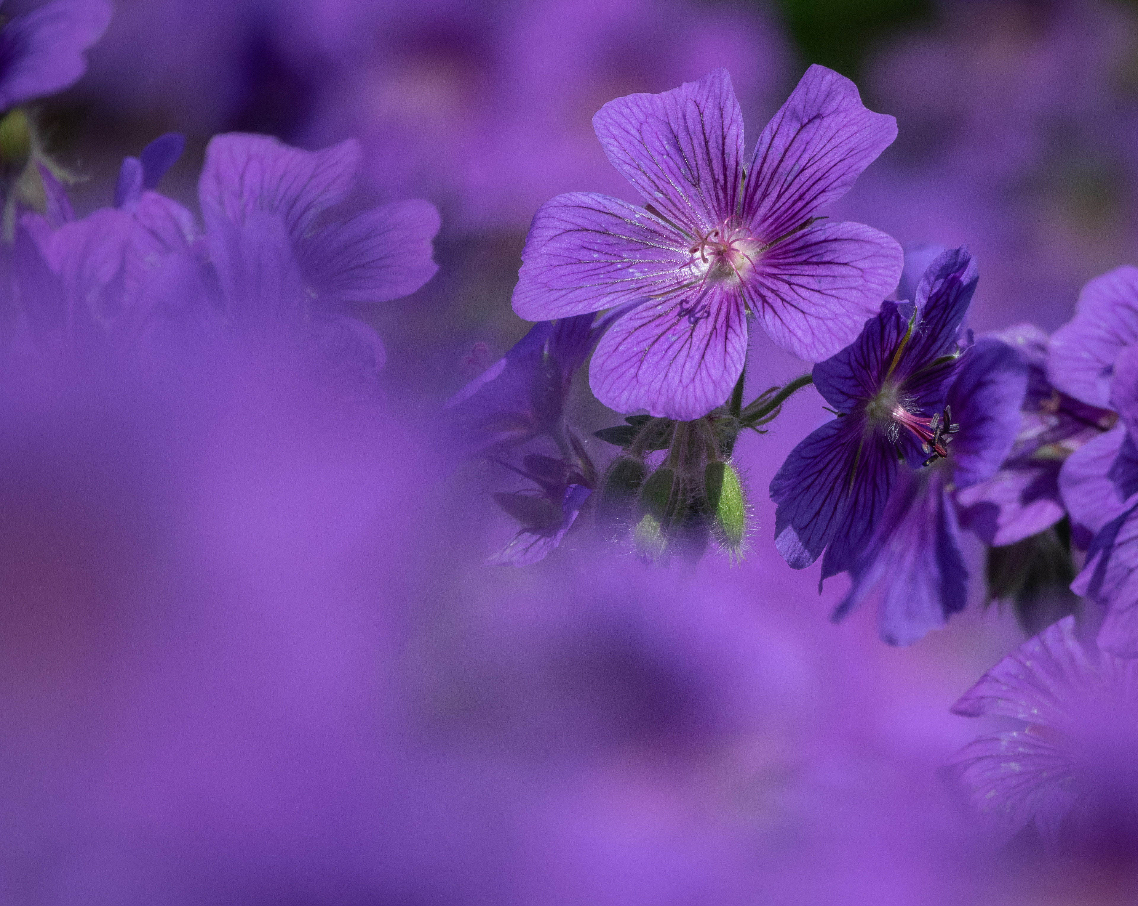 Purple geraniums
