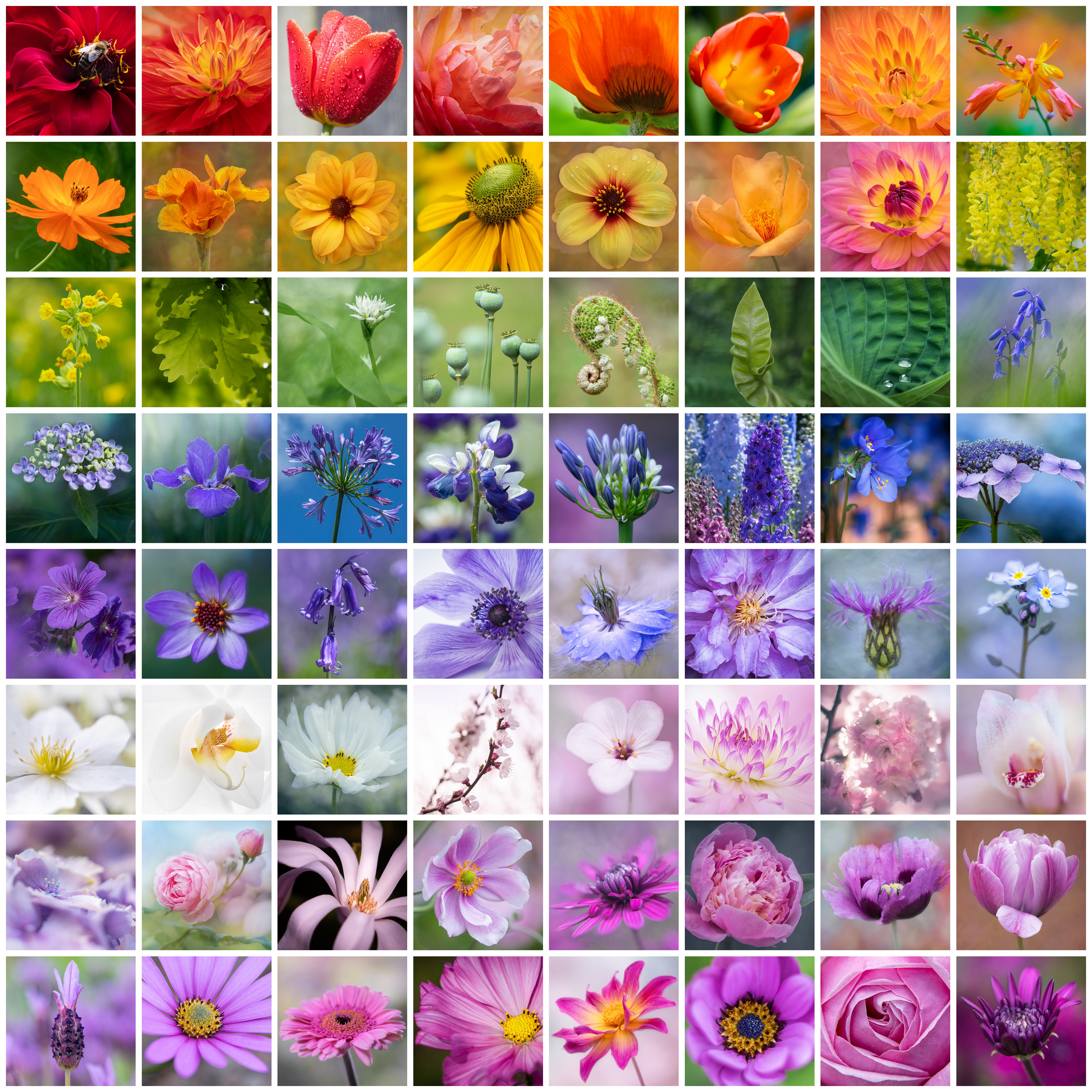 Square rainbow montage