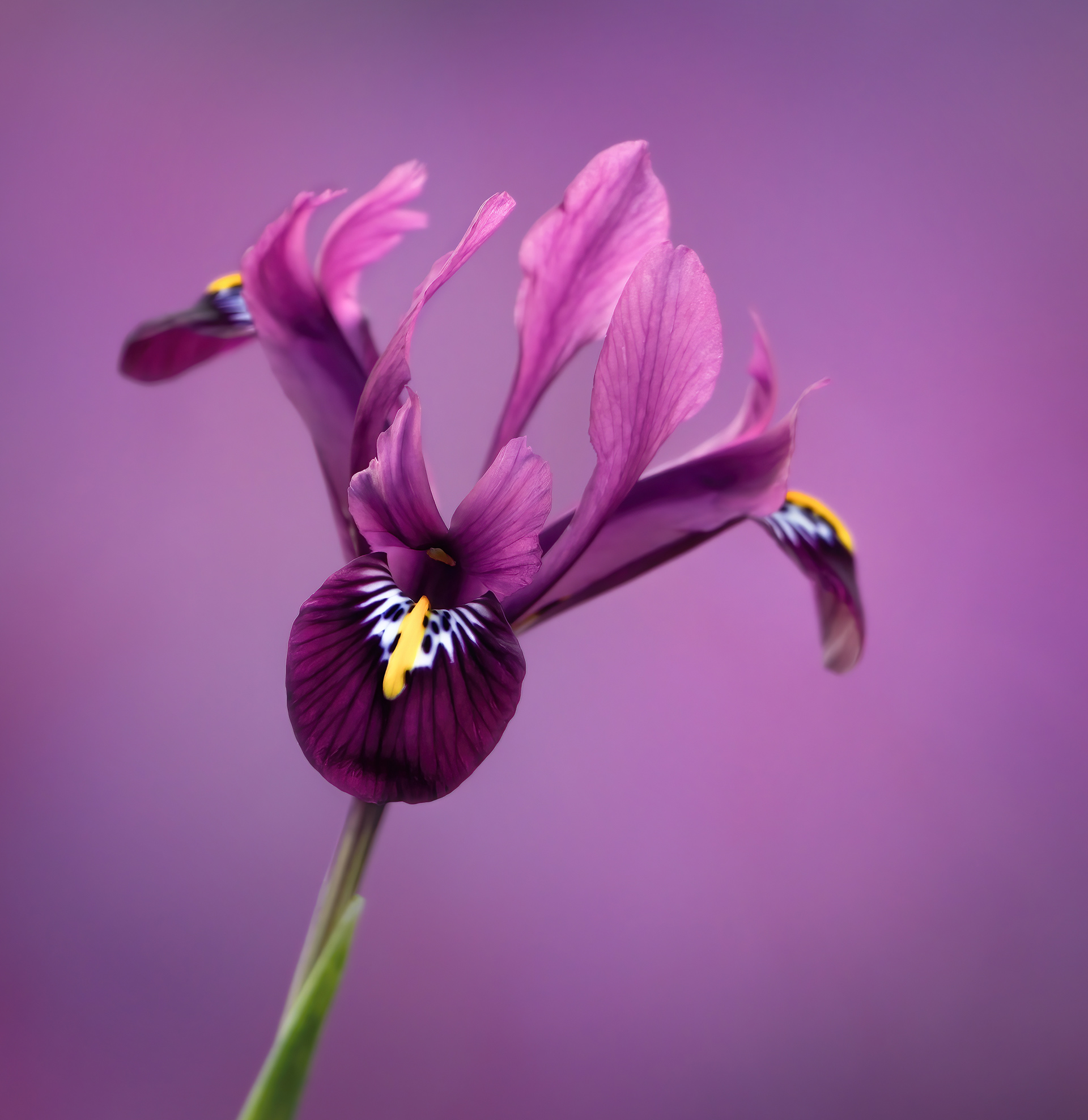 Purple Iris Reticulata
