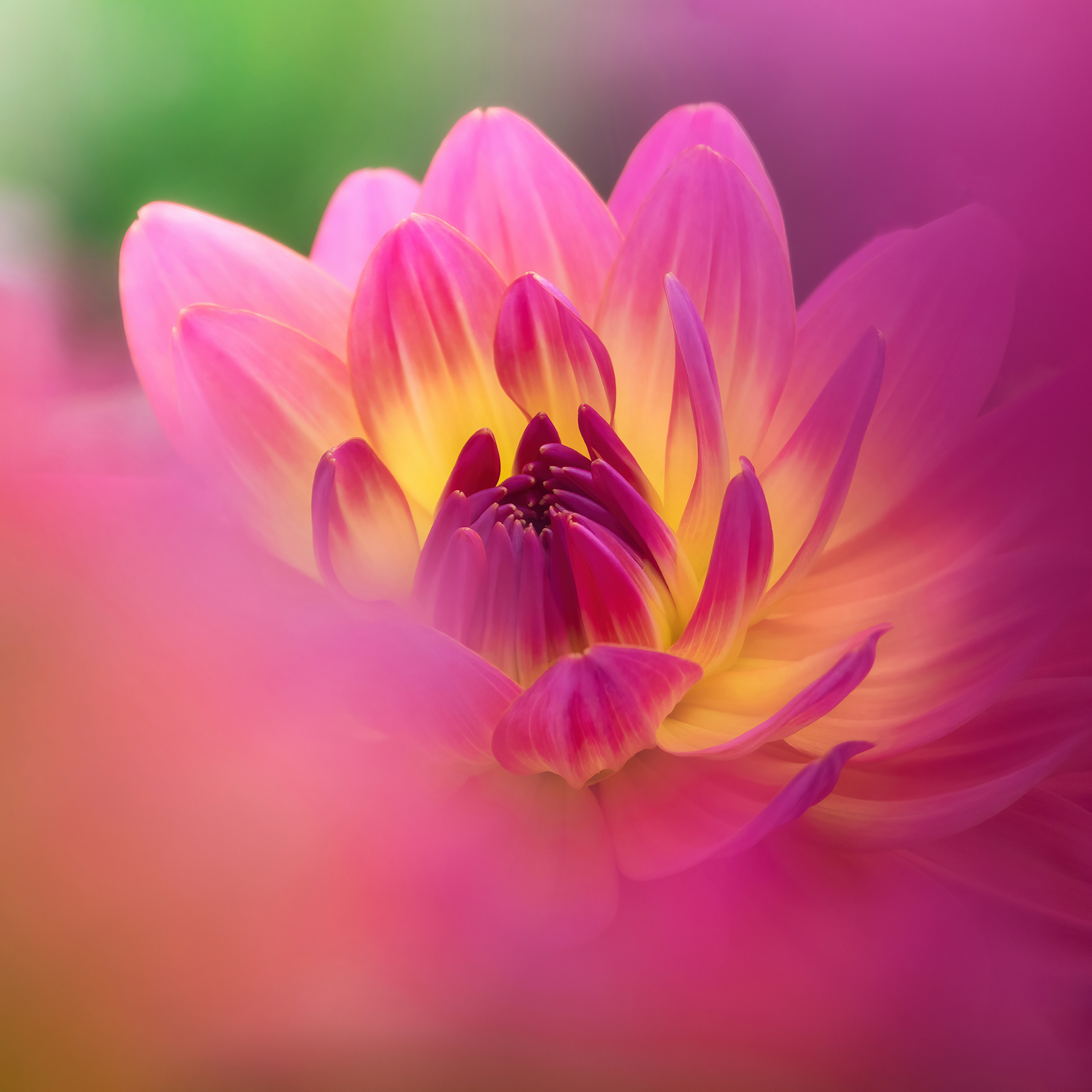 Highly Commended in the 'Square Crop' category of International Garden Photographer of the Year 2021