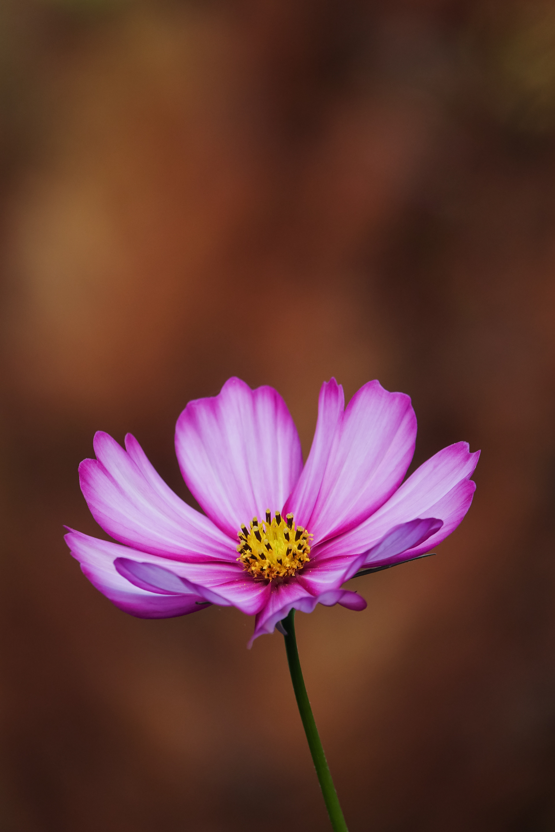 Finalist - Gordon Rae Garden Photographer of the Year 2020
