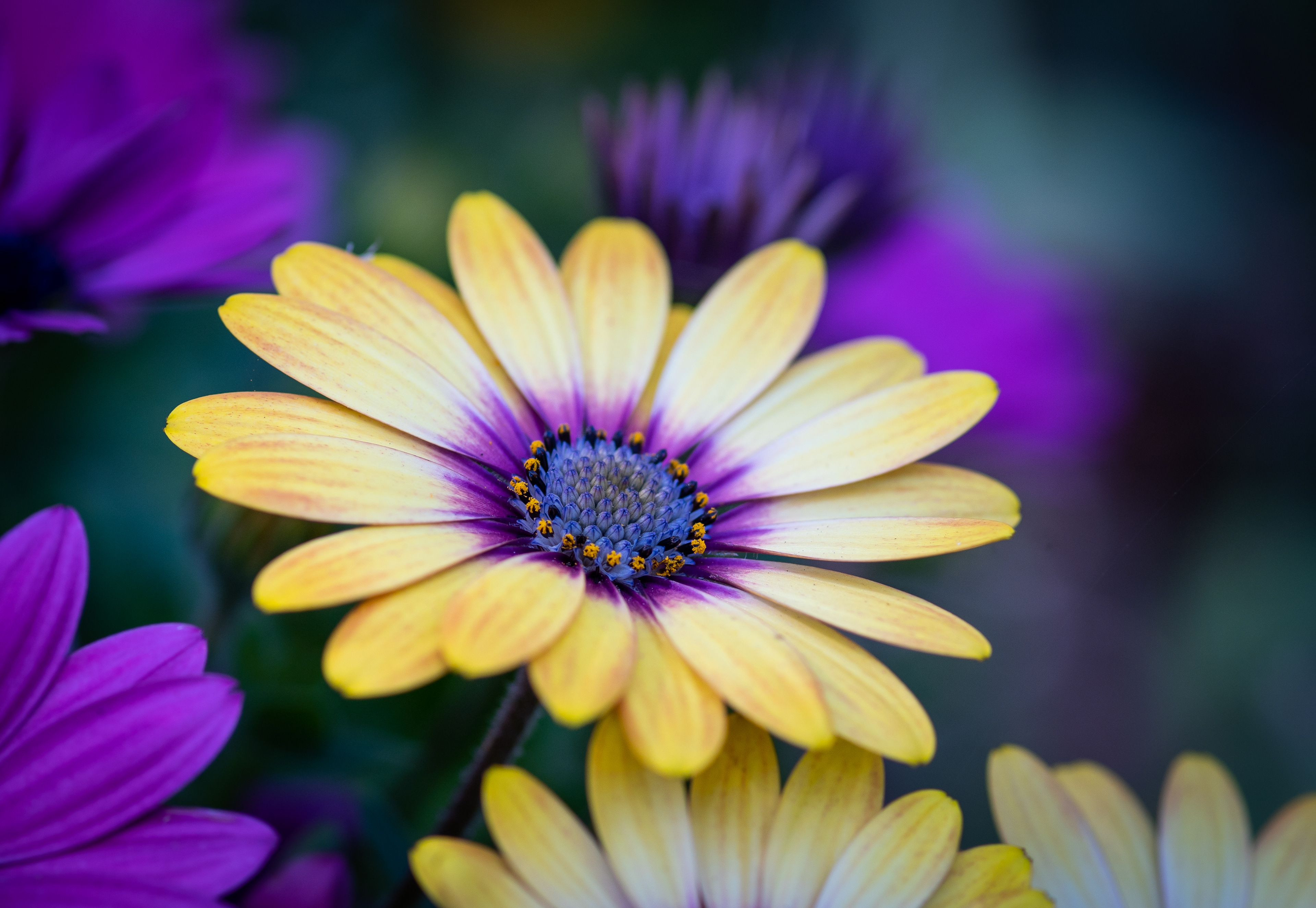 Yellow osteospermum