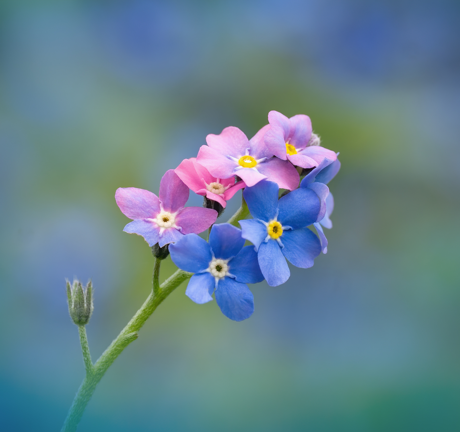 Forget-me-not