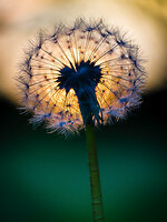 Bronze Award - The Guild of Photographers