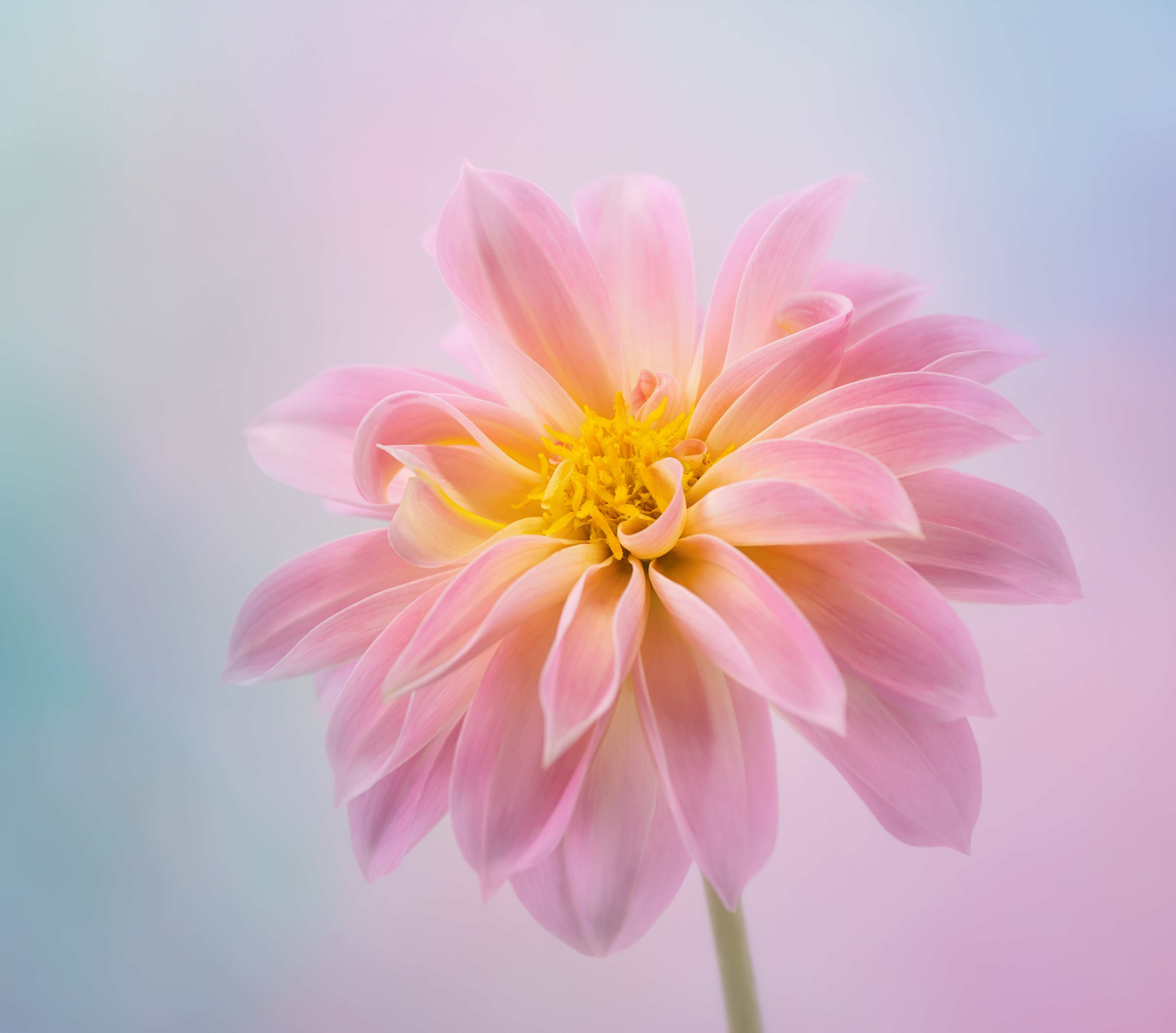 Pink Dahlia