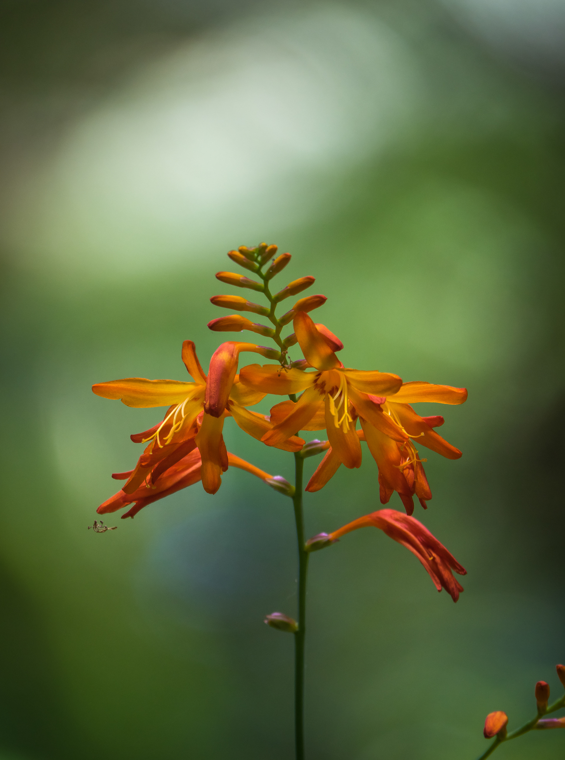 Montbretia in shadow