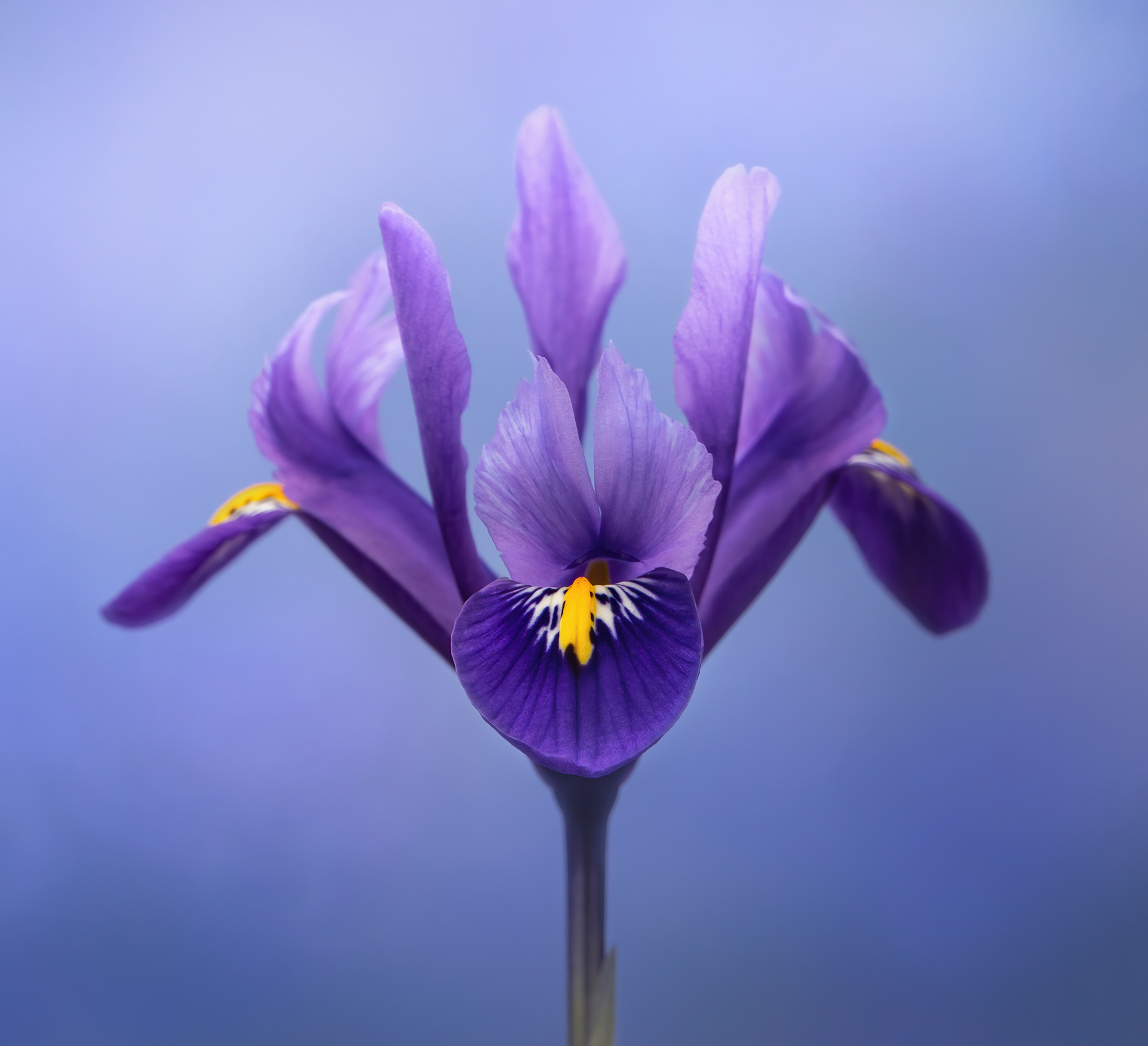 Blue Iris reticulata