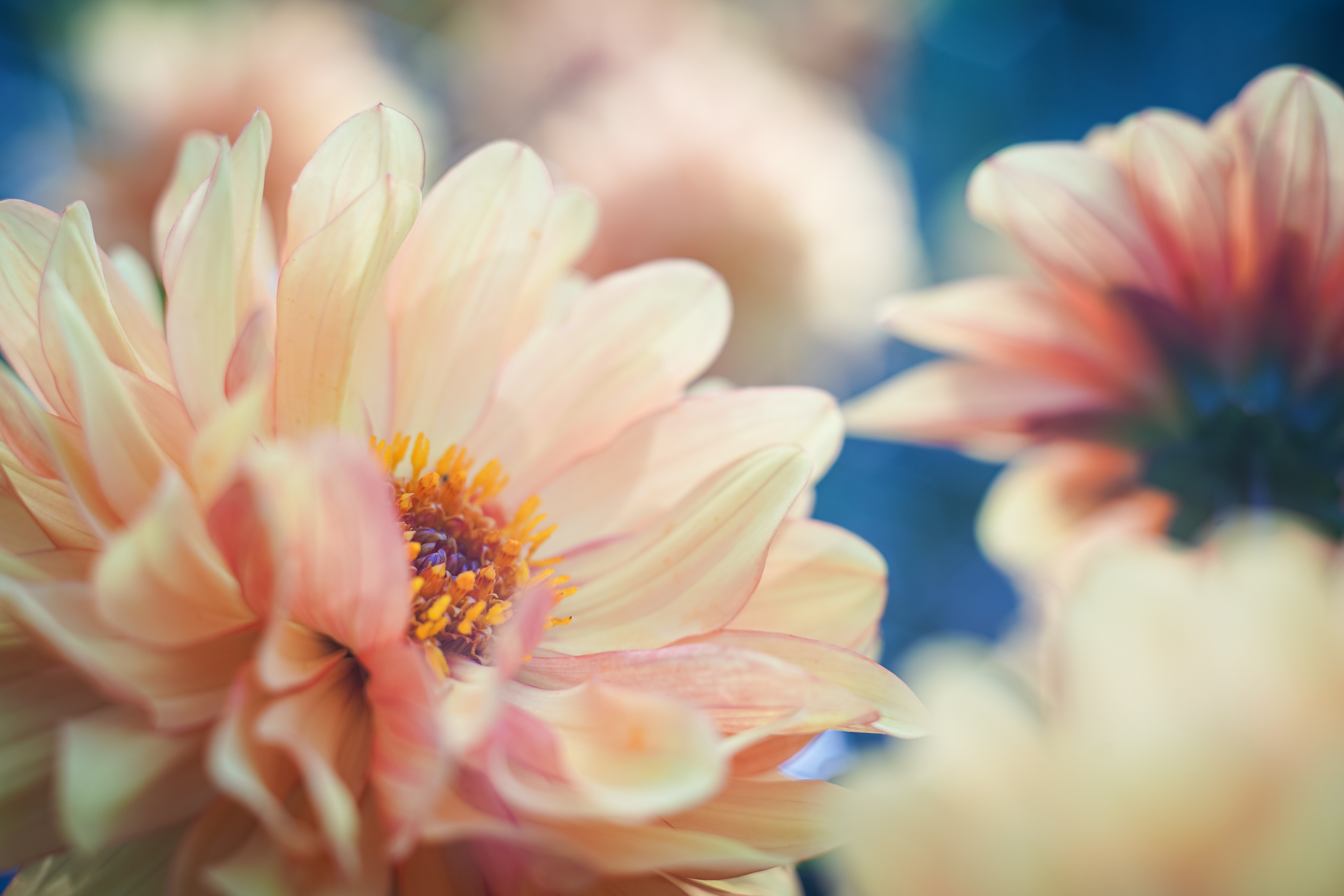 Dahlias in the morning light