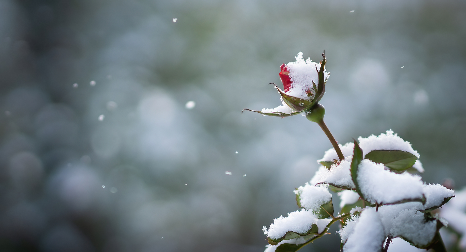 Rose in snow