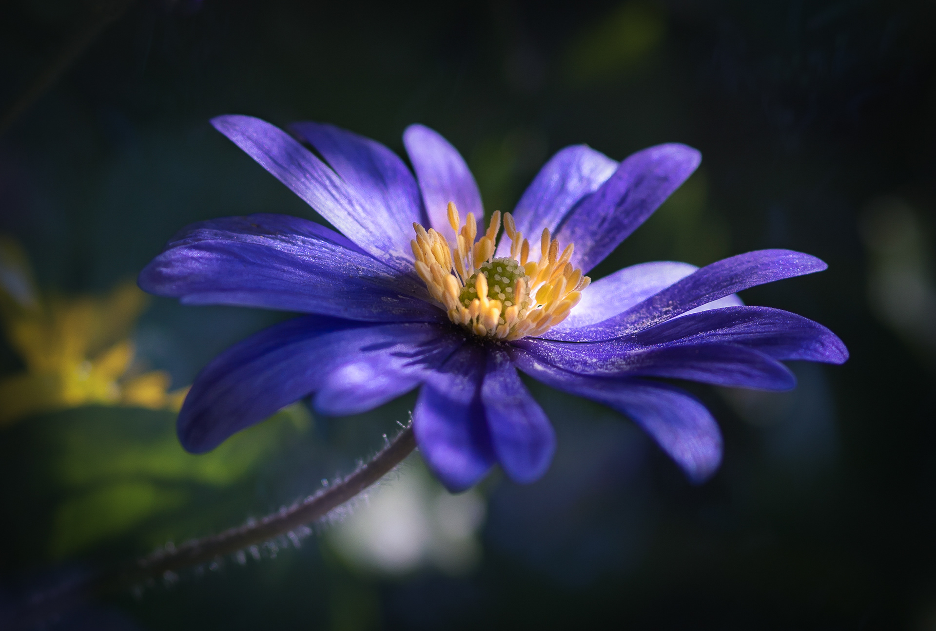 Anemone in shade