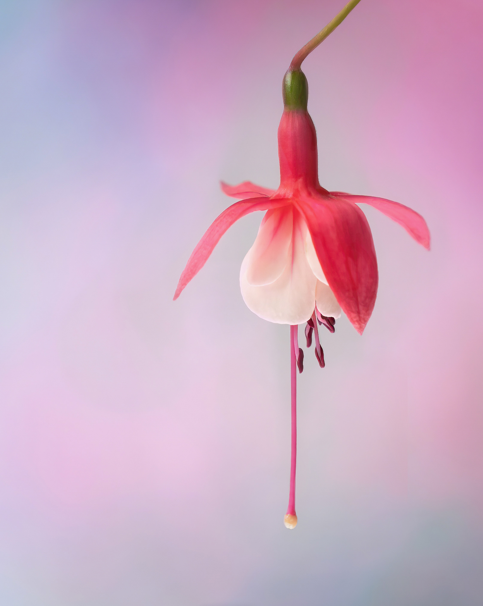Silver Award - The Guild of Photographers