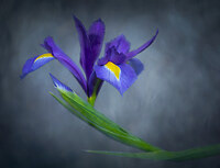 Silver Award - The Guild of Photographers