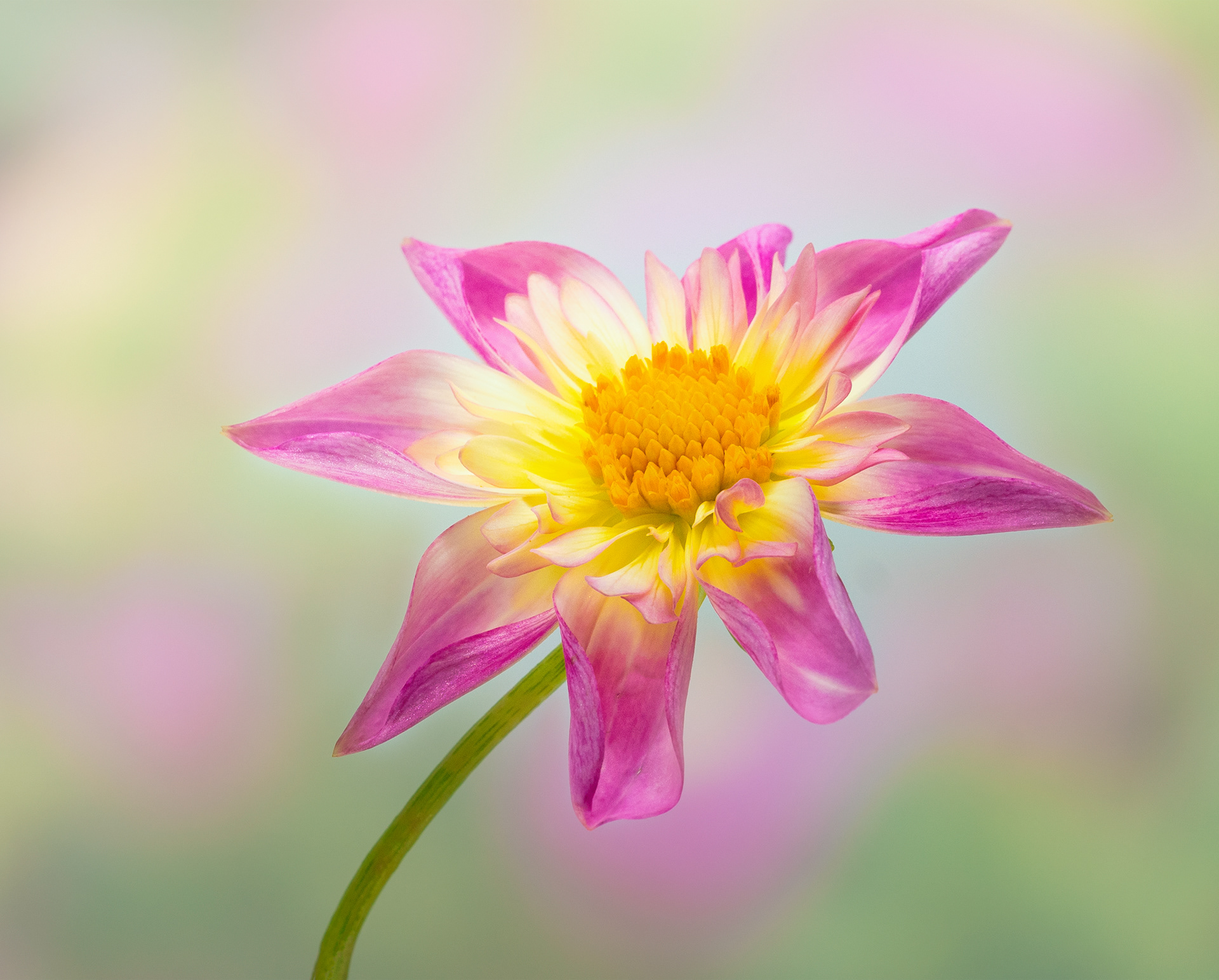 Pink and Yellow Dahlia