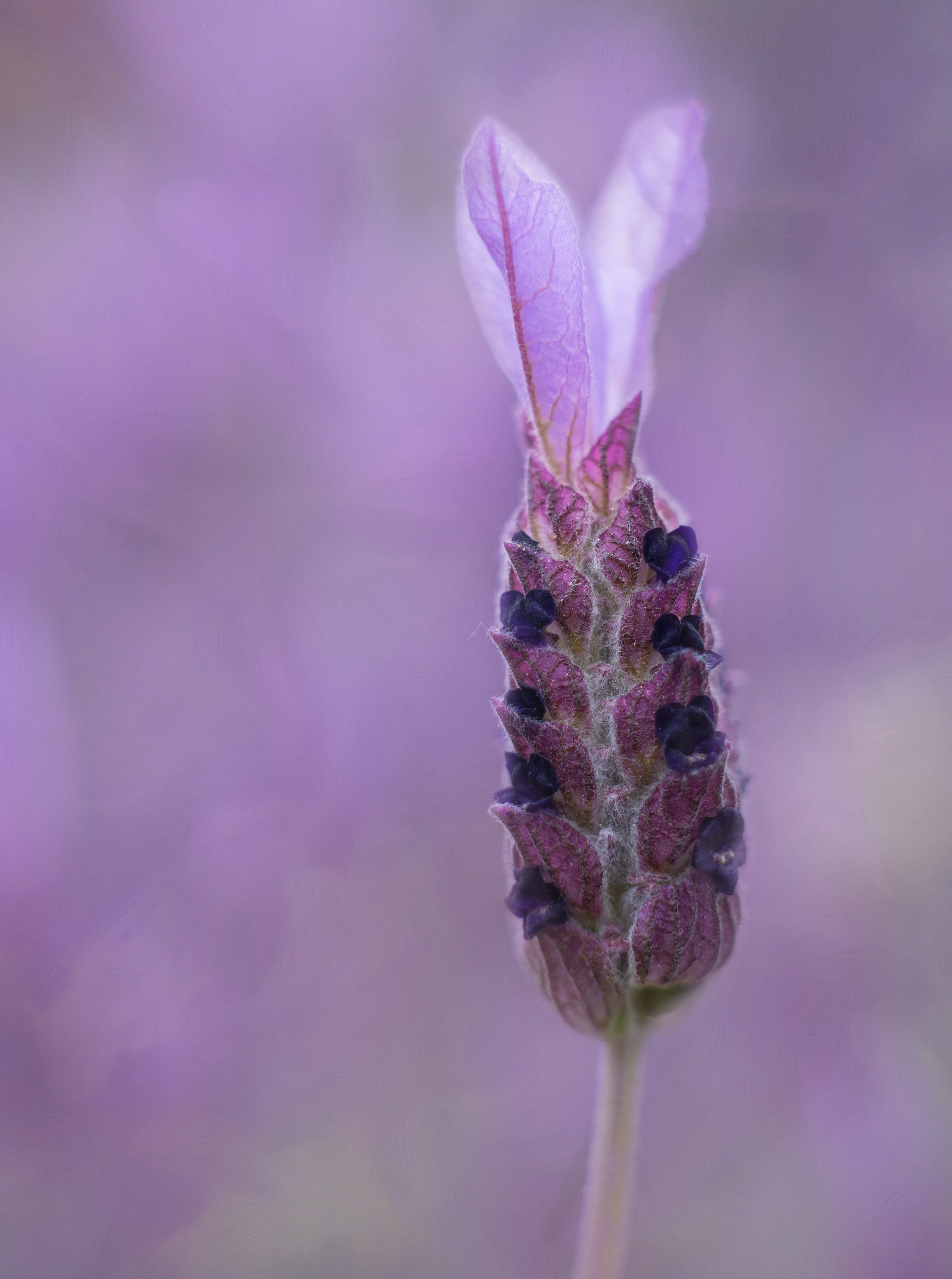 Lavender flower