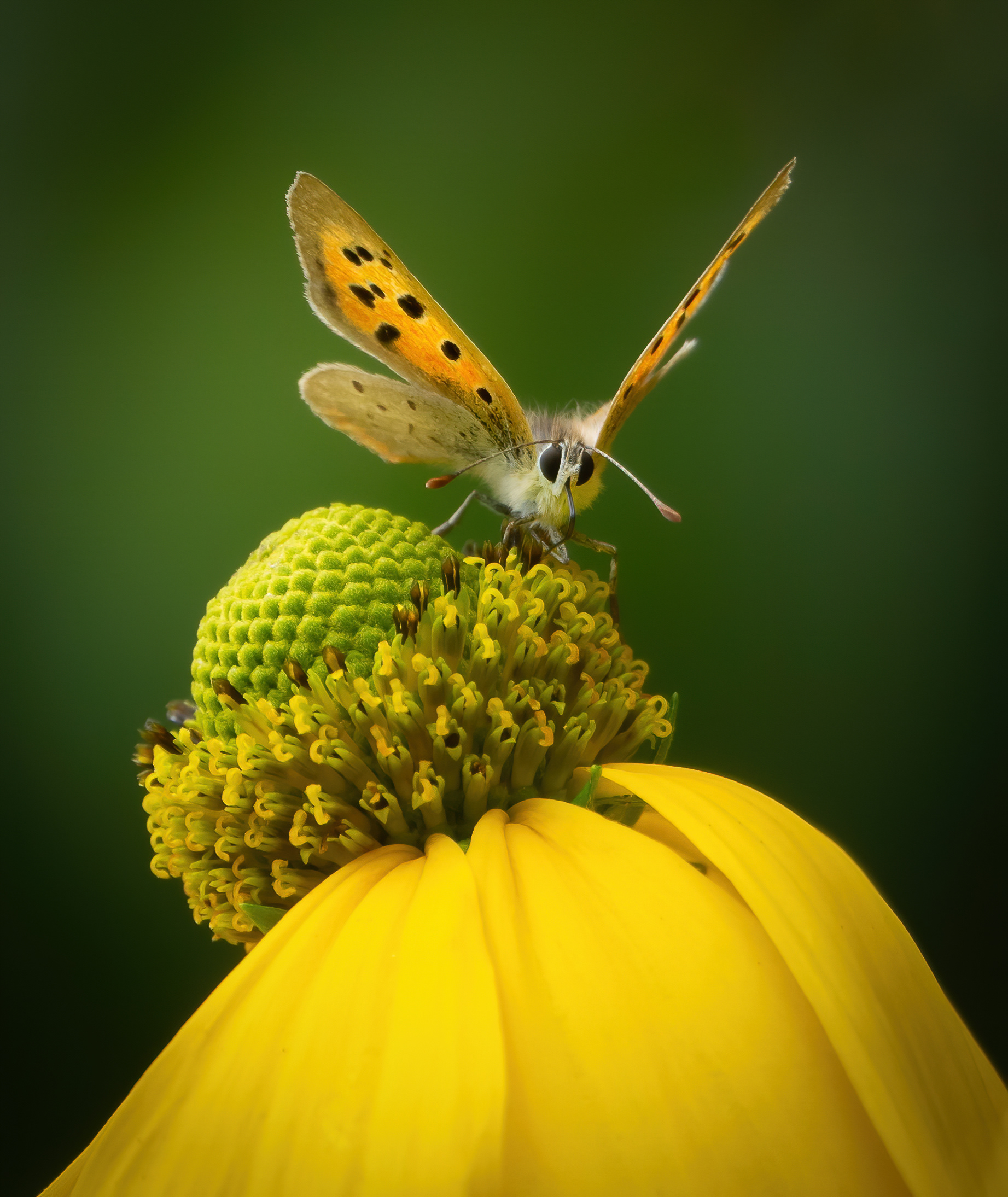 Silver Award - The Guild of Photographers
