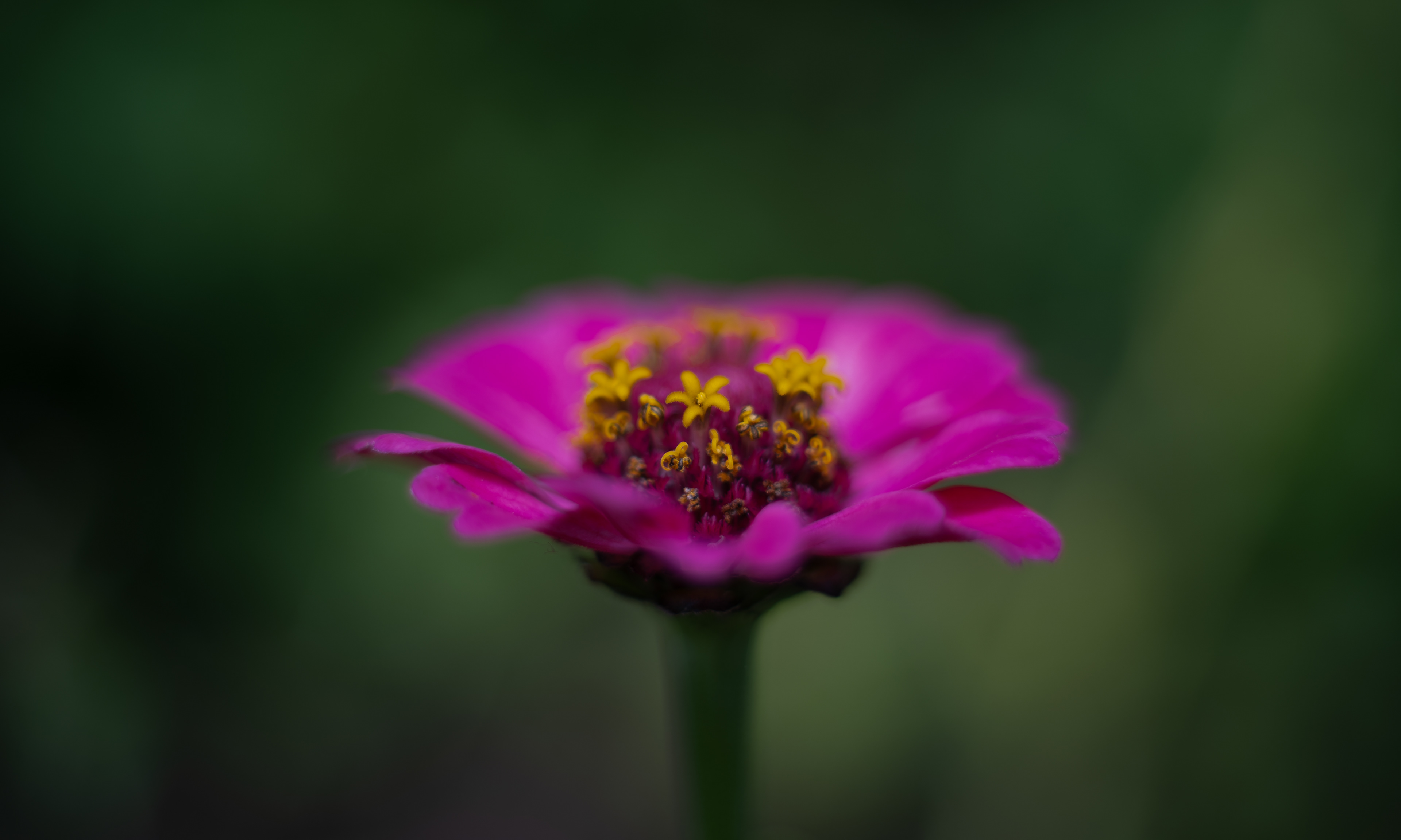 Zinnia