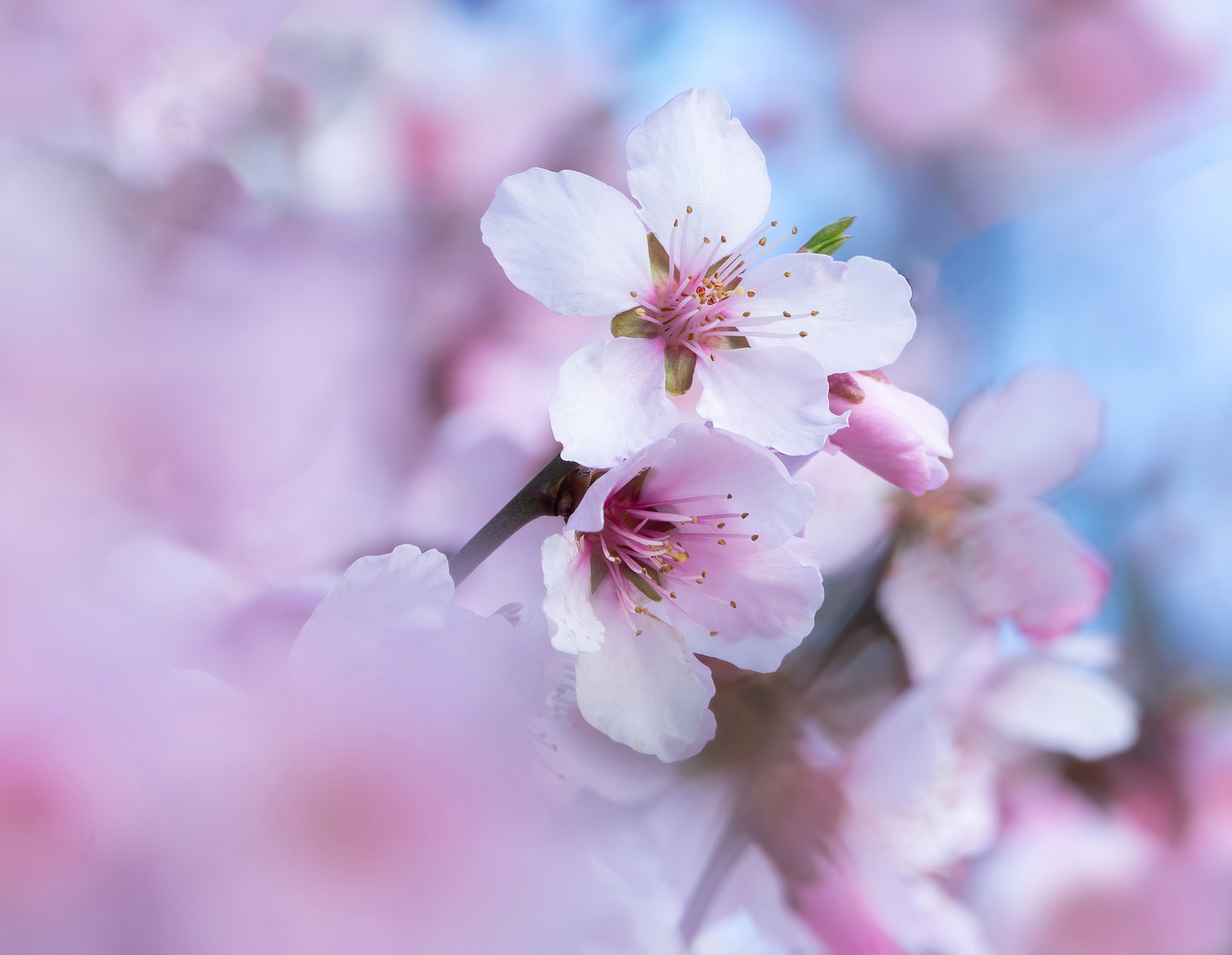 Finalist - Gordon Rae Garden Photographer of the Year 2020