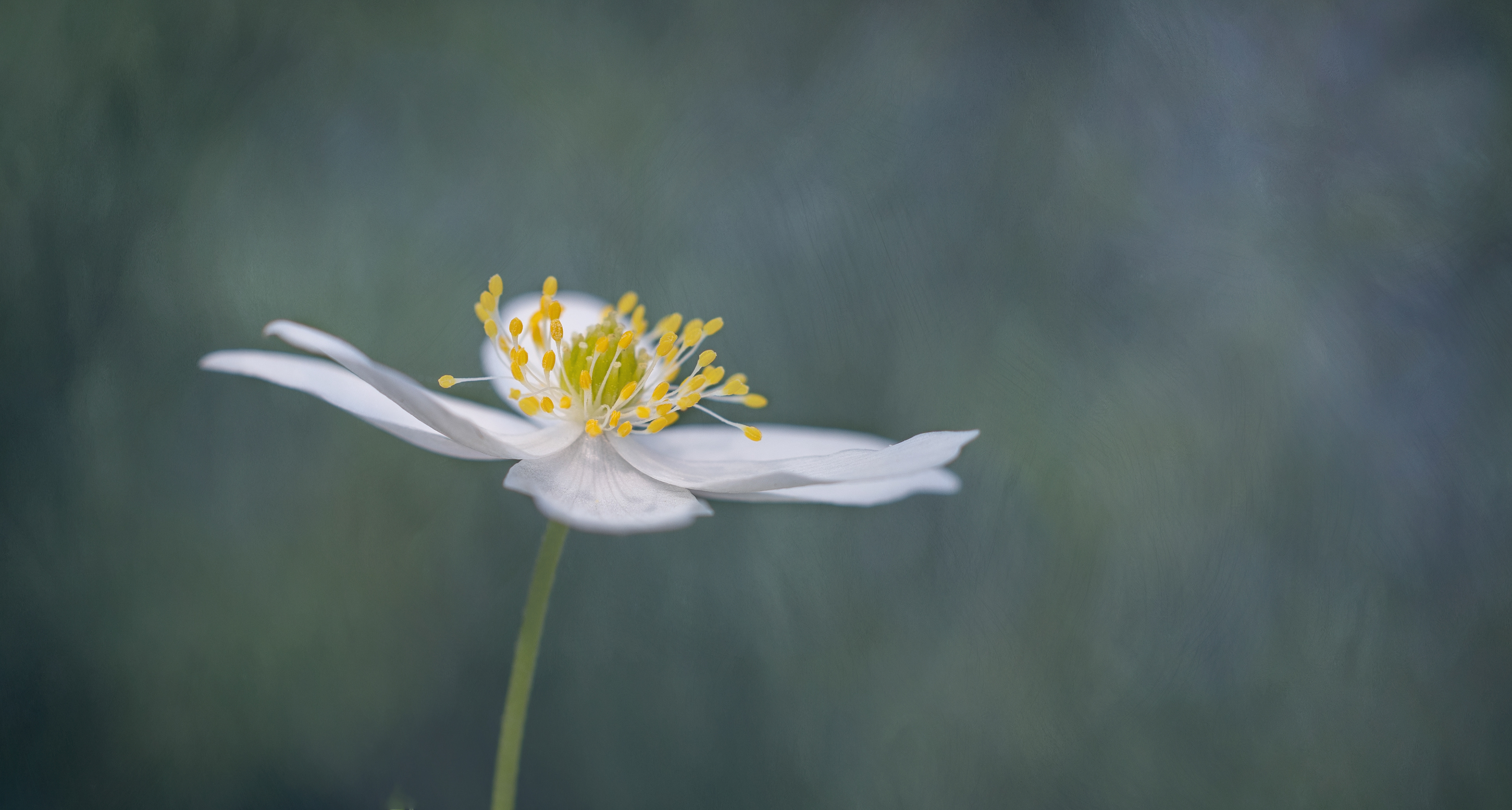 Japanese anemone portrait