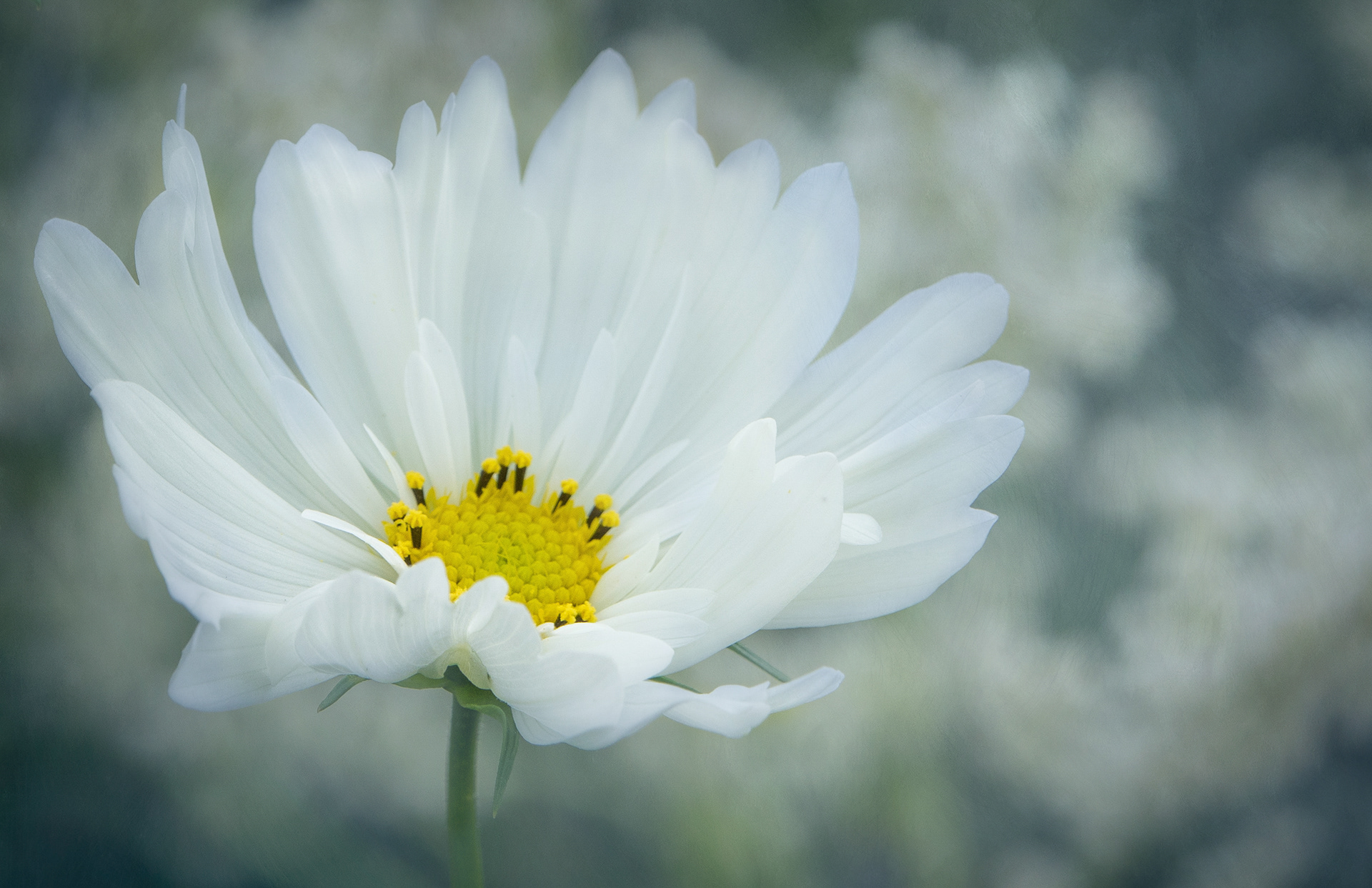White cosmos