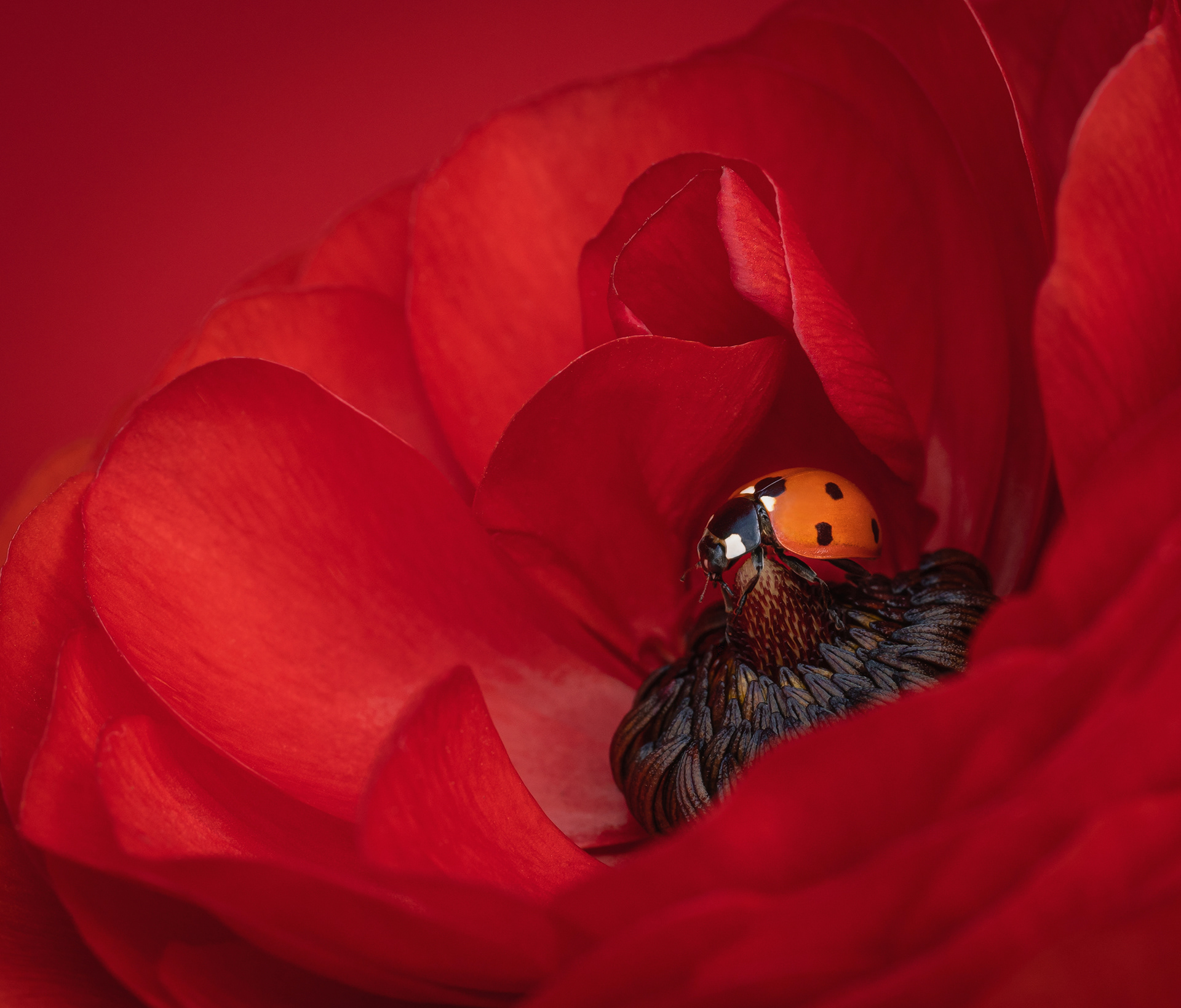 Gold Award - The Guild of Photographers 2021