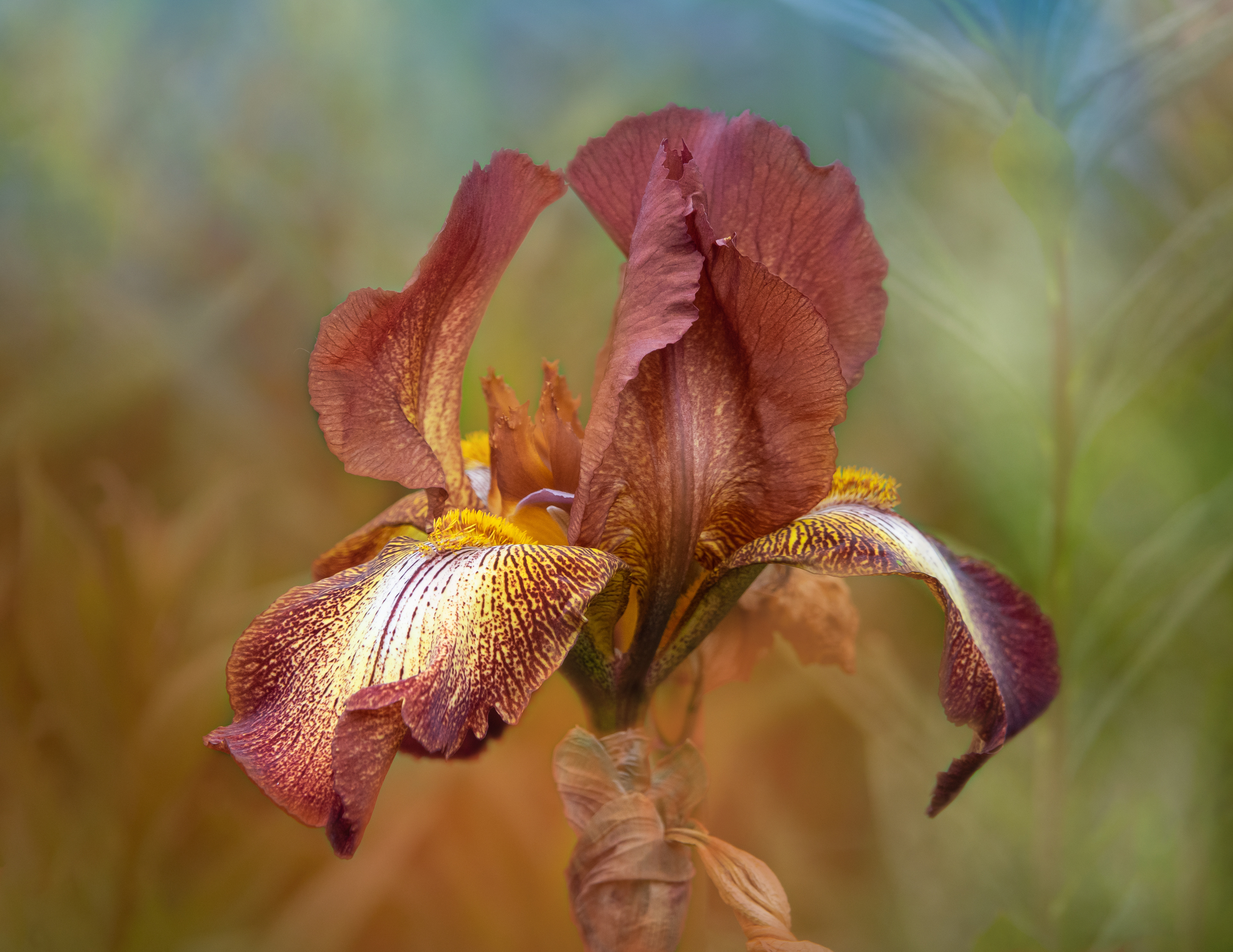  Iris 'Kent'