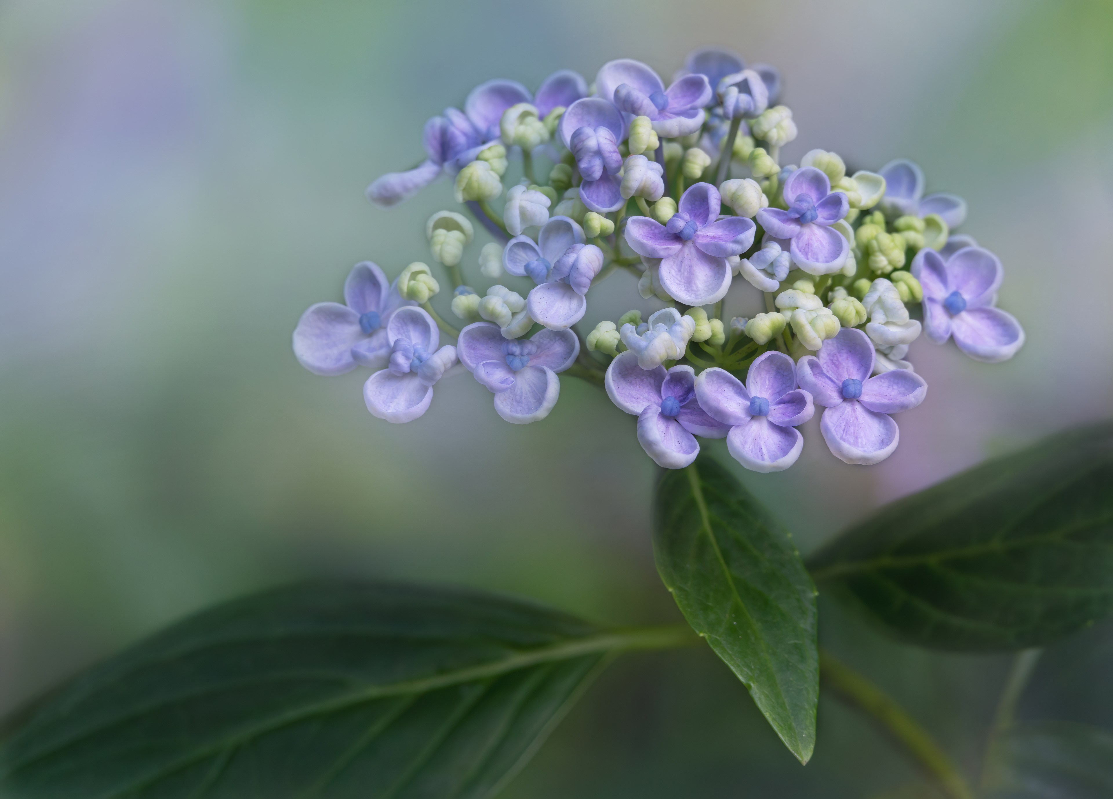 Finalist - RHS Photography Competition - Portfolio