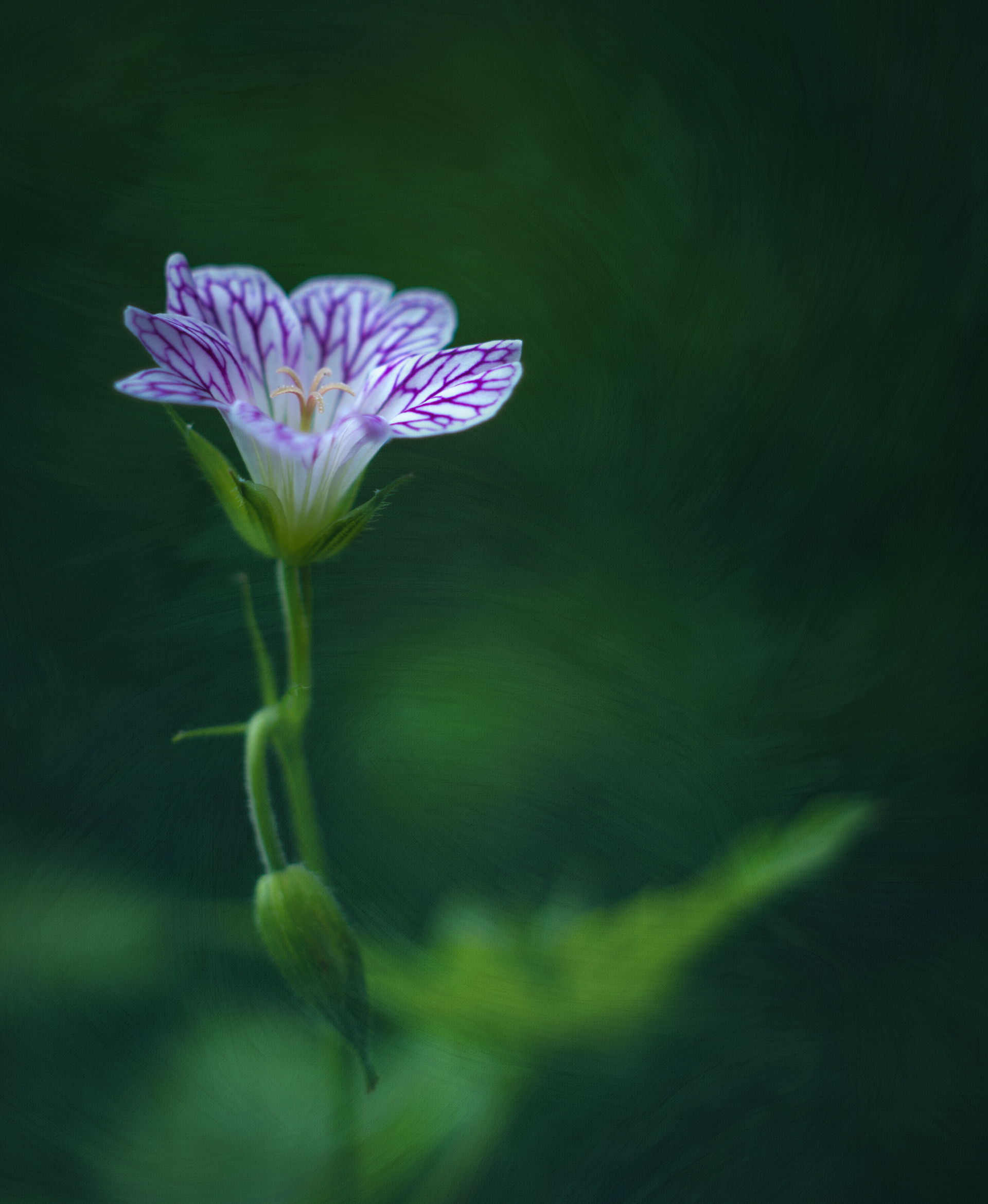 Hardy geranium at dusk