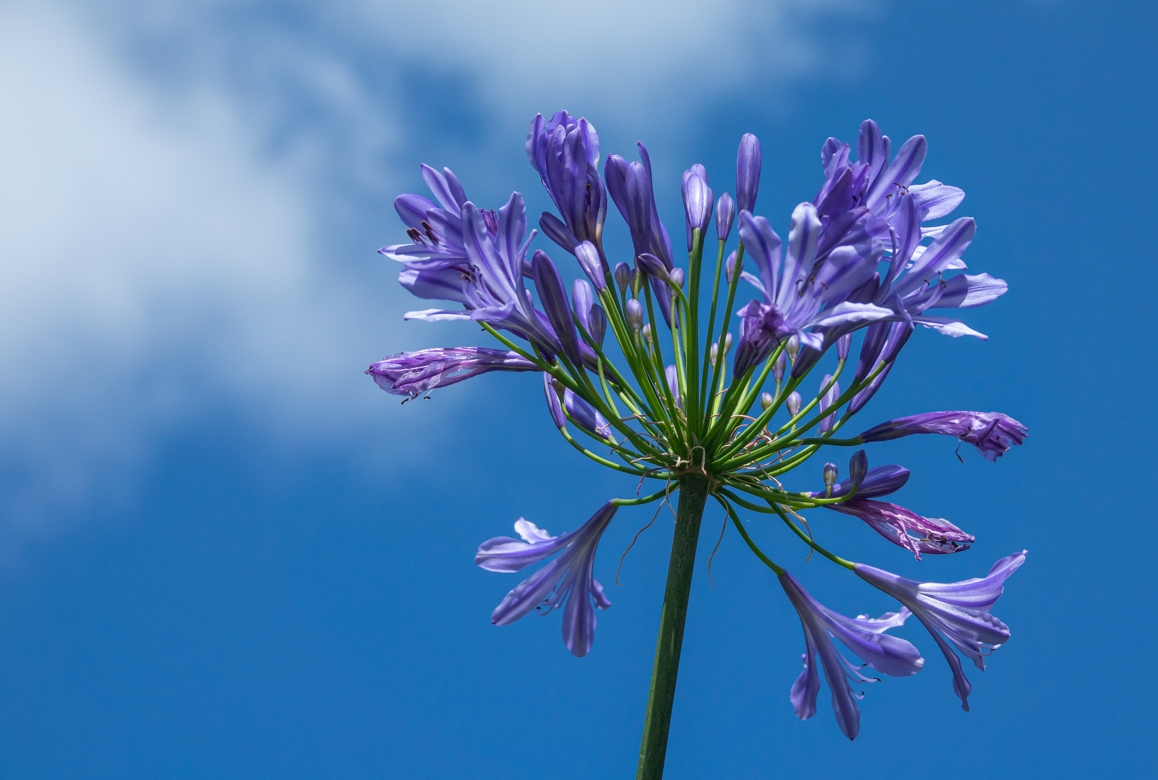 Agapanthus portfolio #3