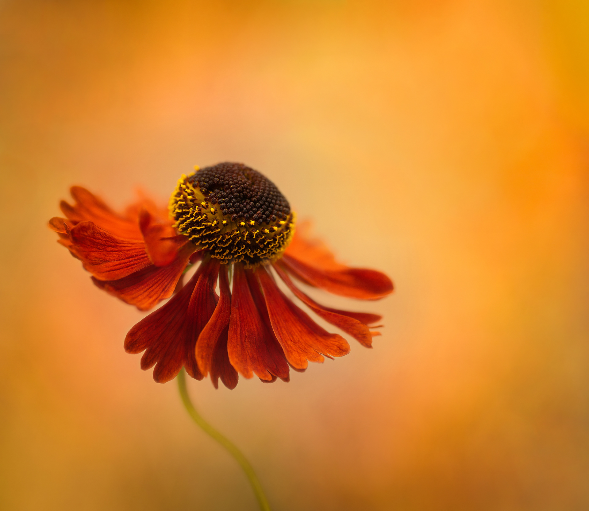 Winning Portfolio in Garden Photographer of the Year