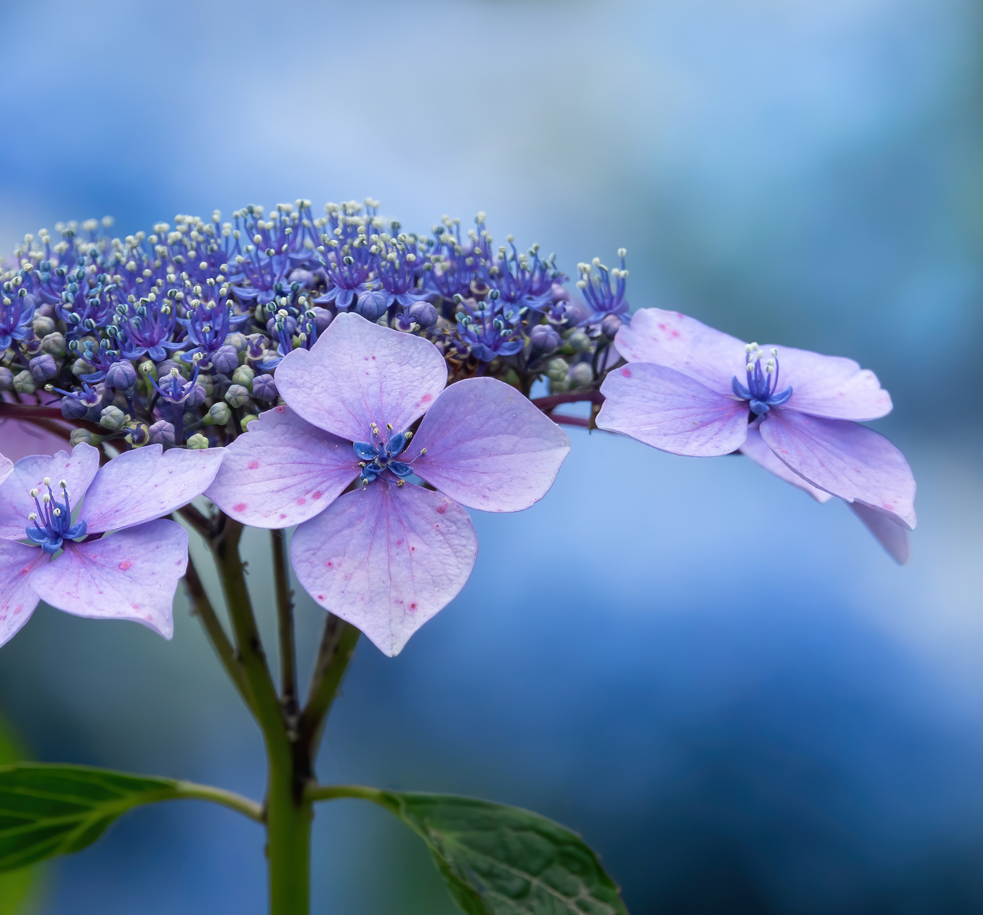 Finalist - RHS Photography Competition - Portfolio