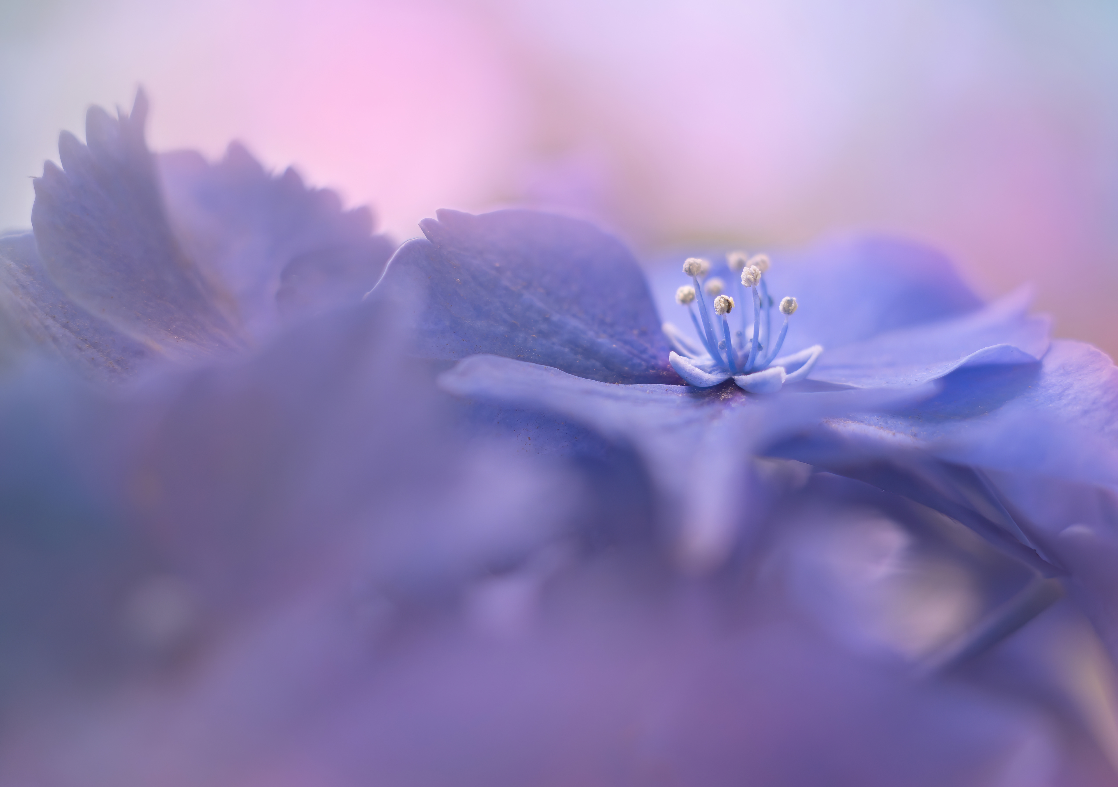 Finalist - RHS Photography Competition - Portfolio