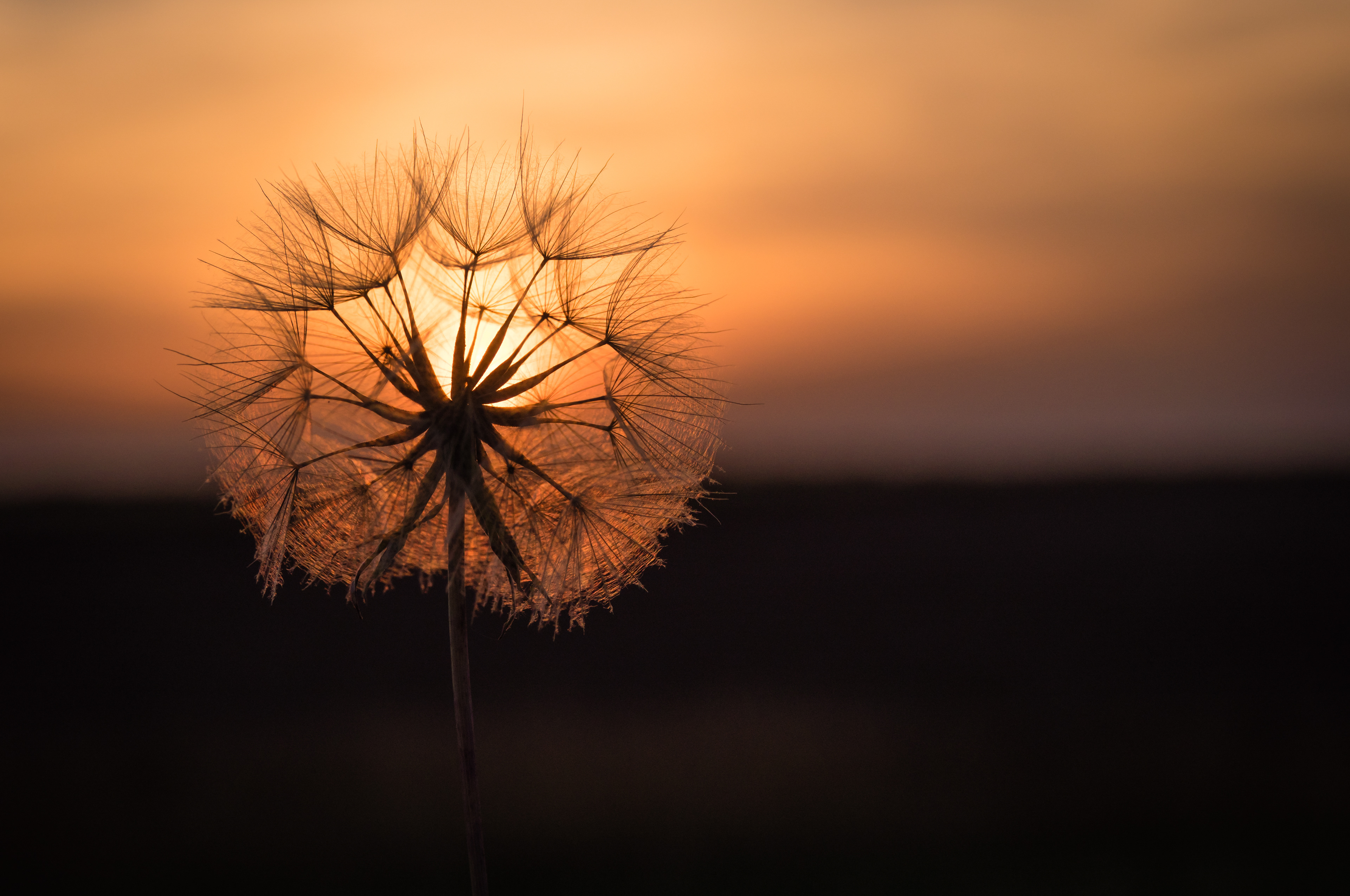 Dandelion at sundown