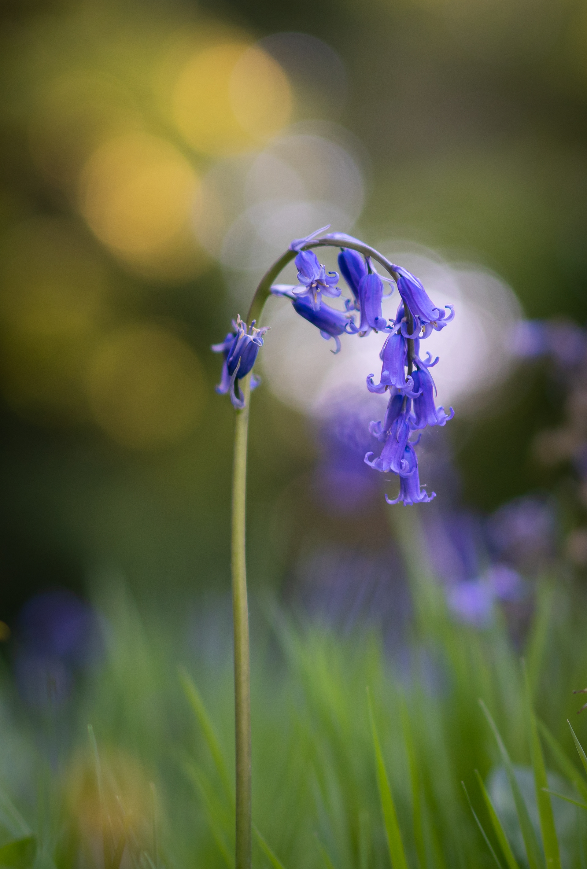 bluebell at sunset