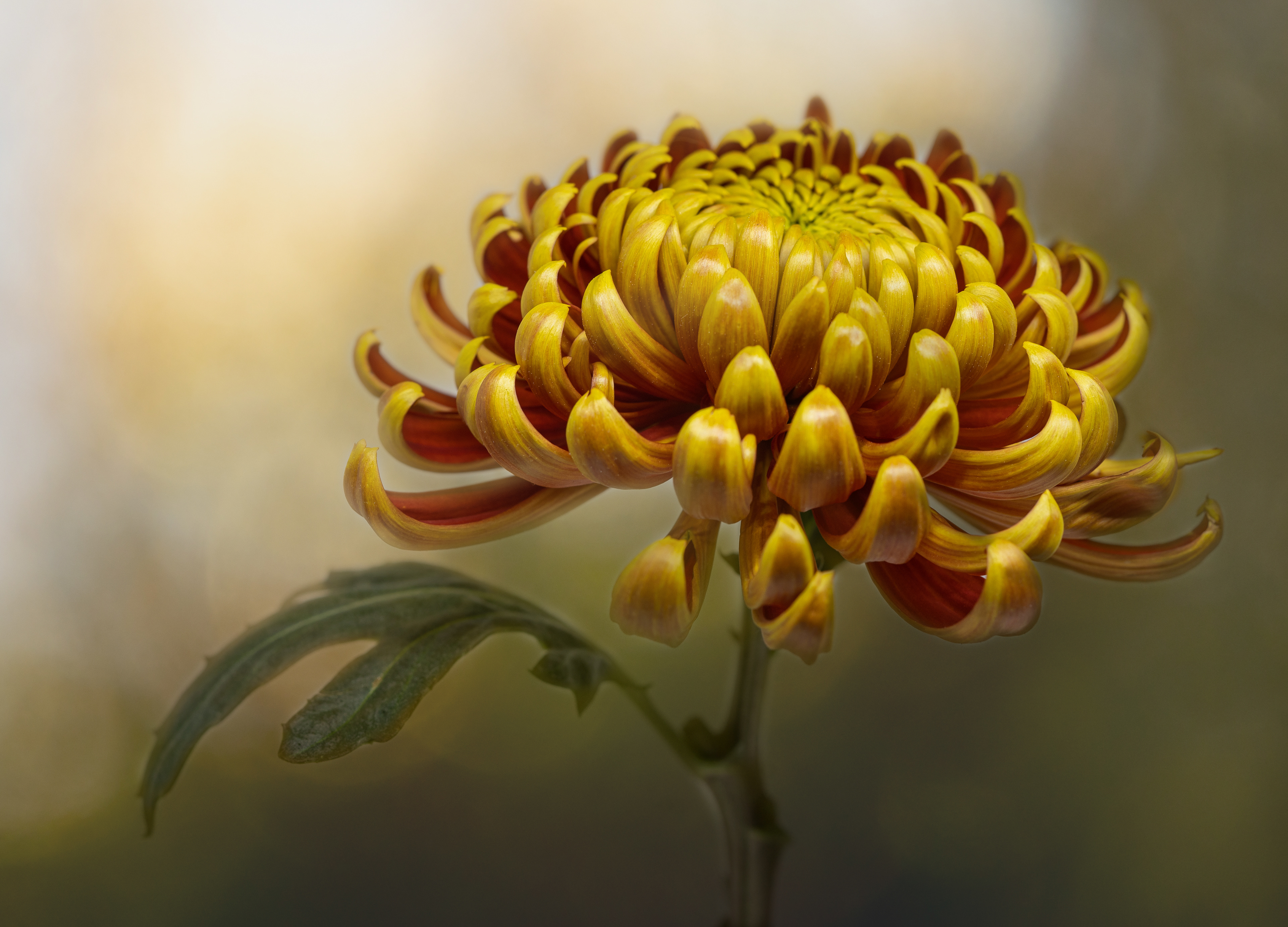 Bronze Award - The Guild of Photographers