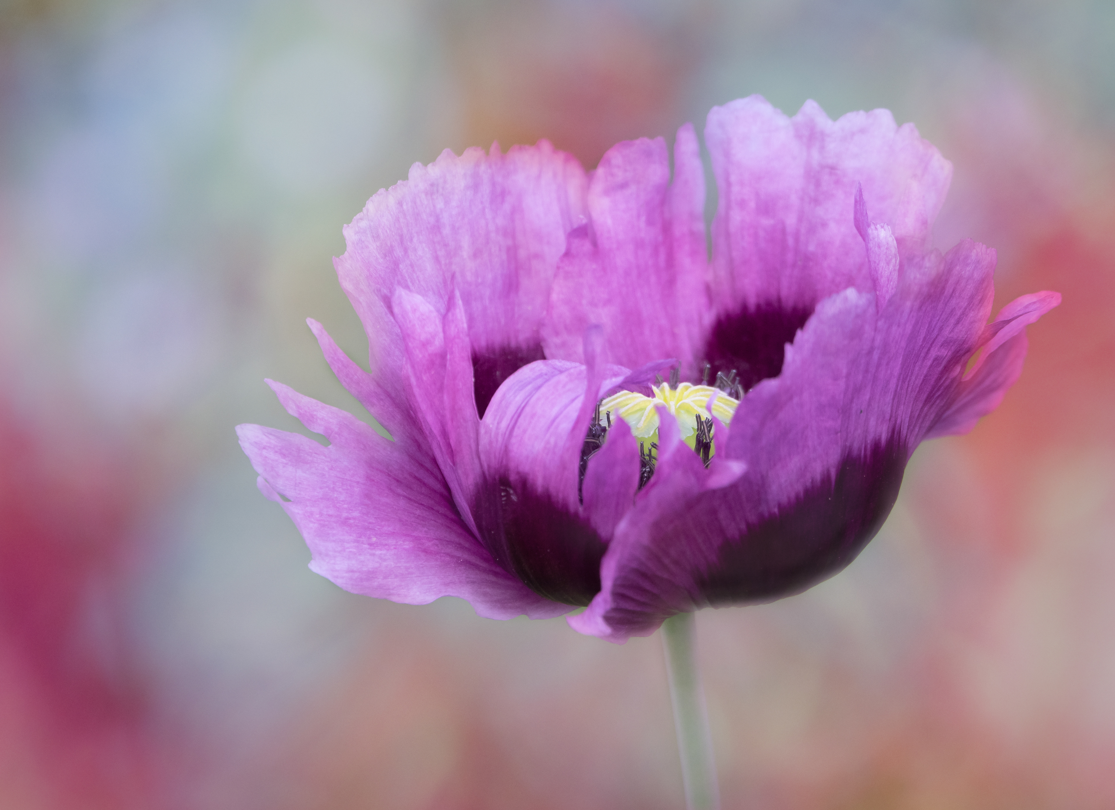 Opium poppy portrait