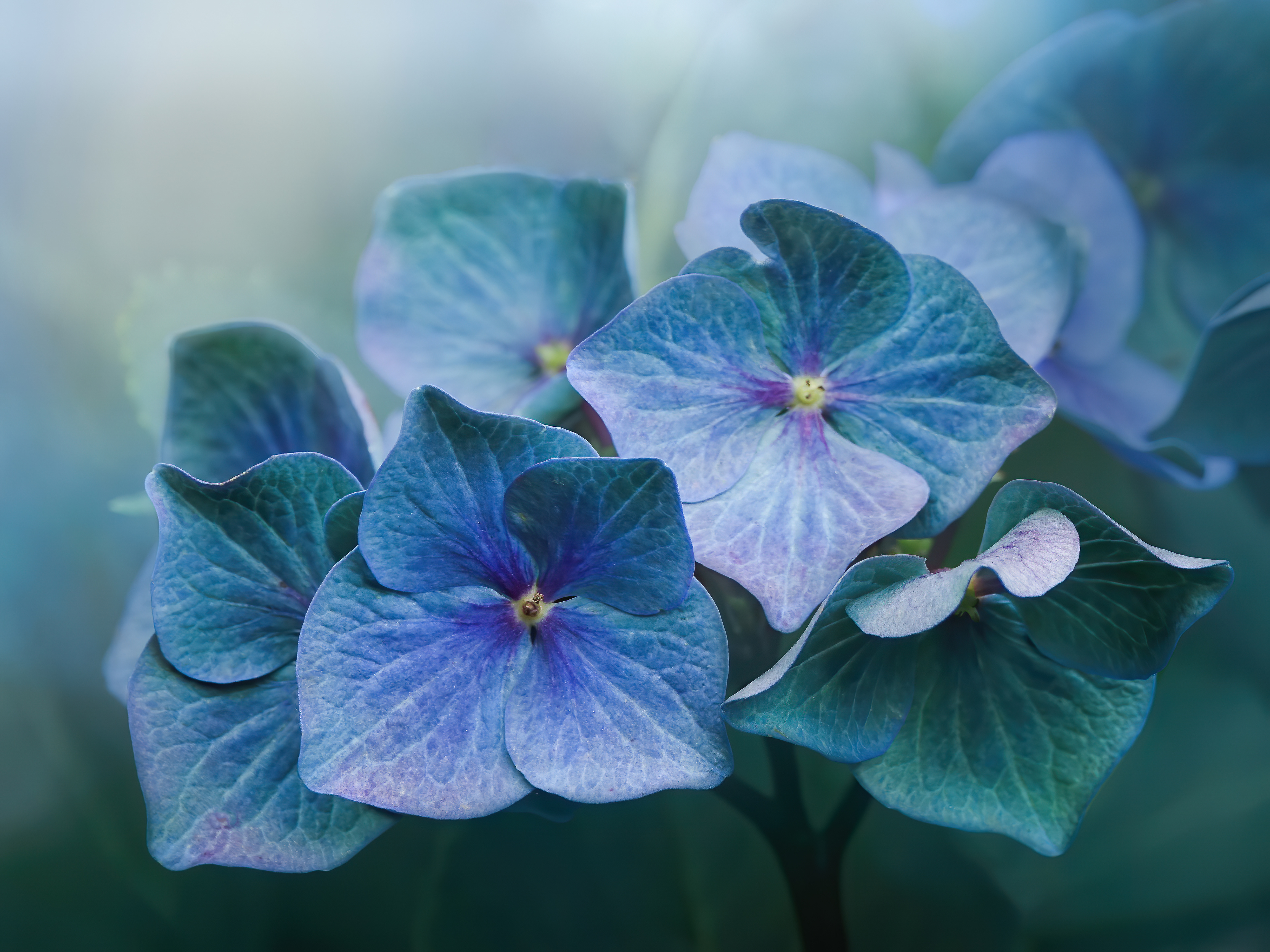Hydrangea Antique blue