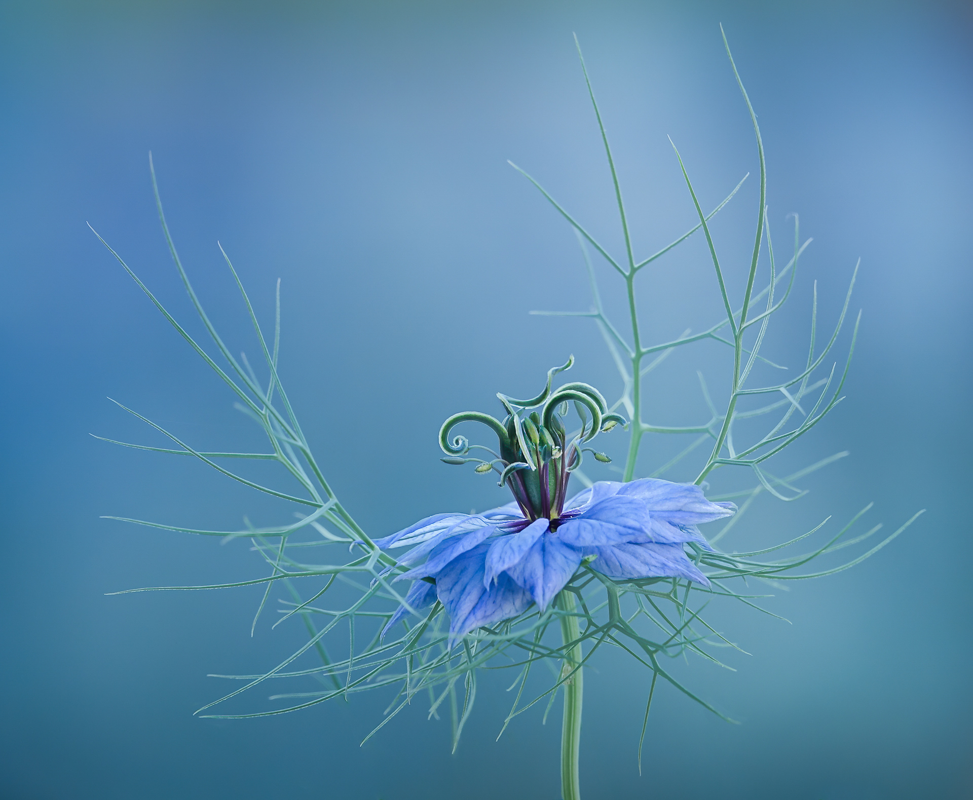 Nigella Flower