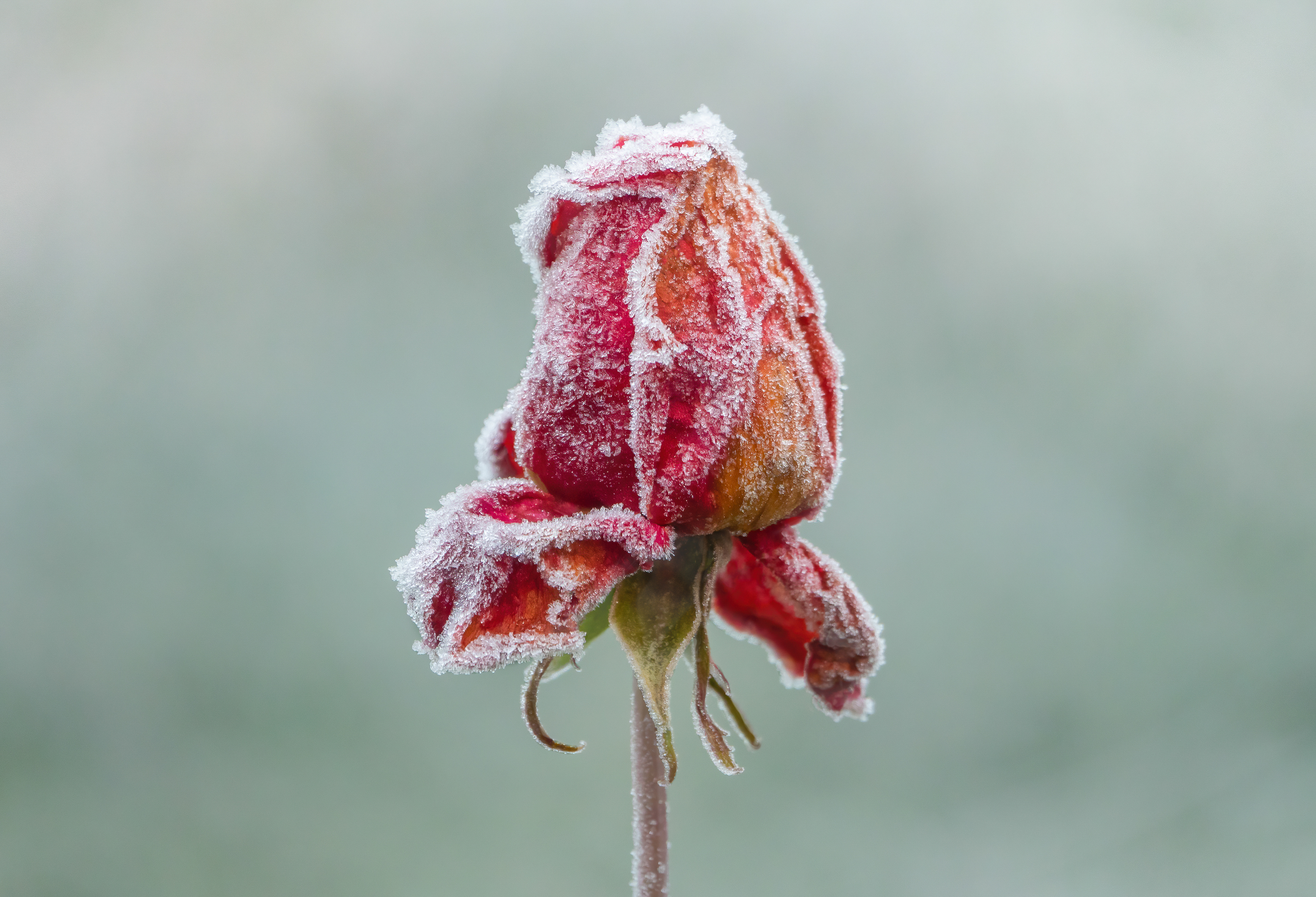 Frosted rose red