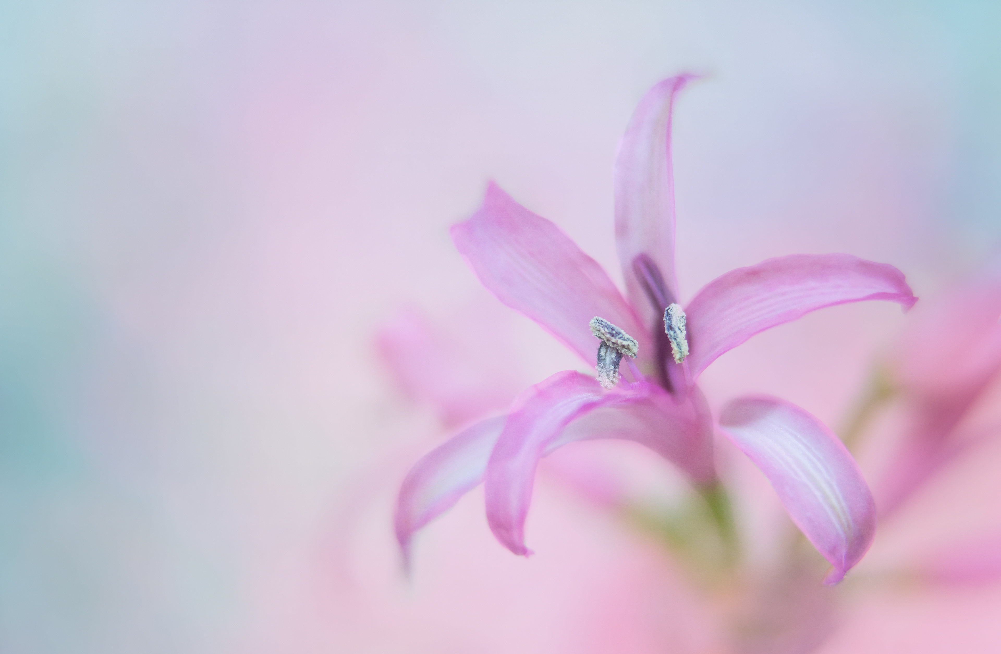 Nerine