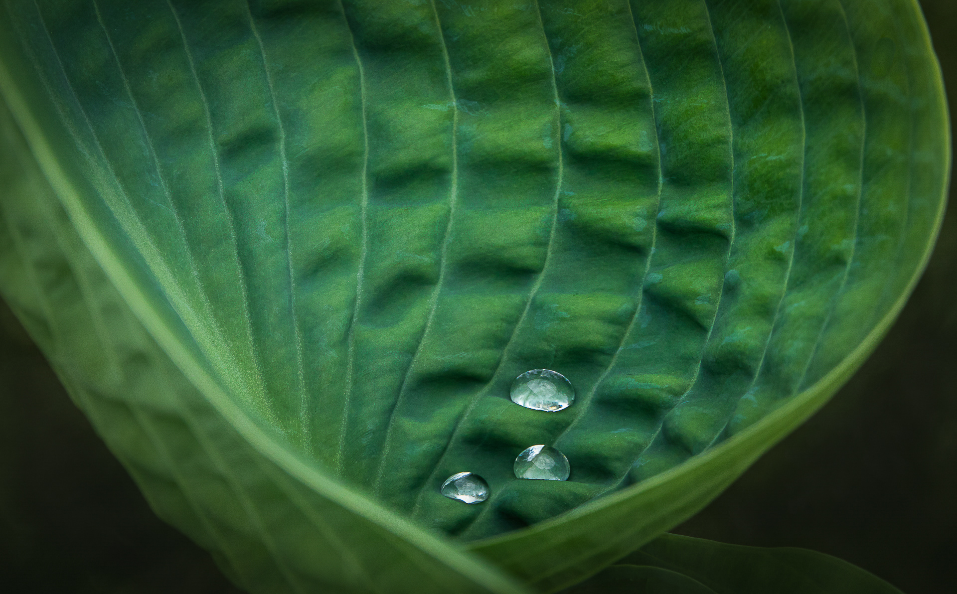 Hosta after rain