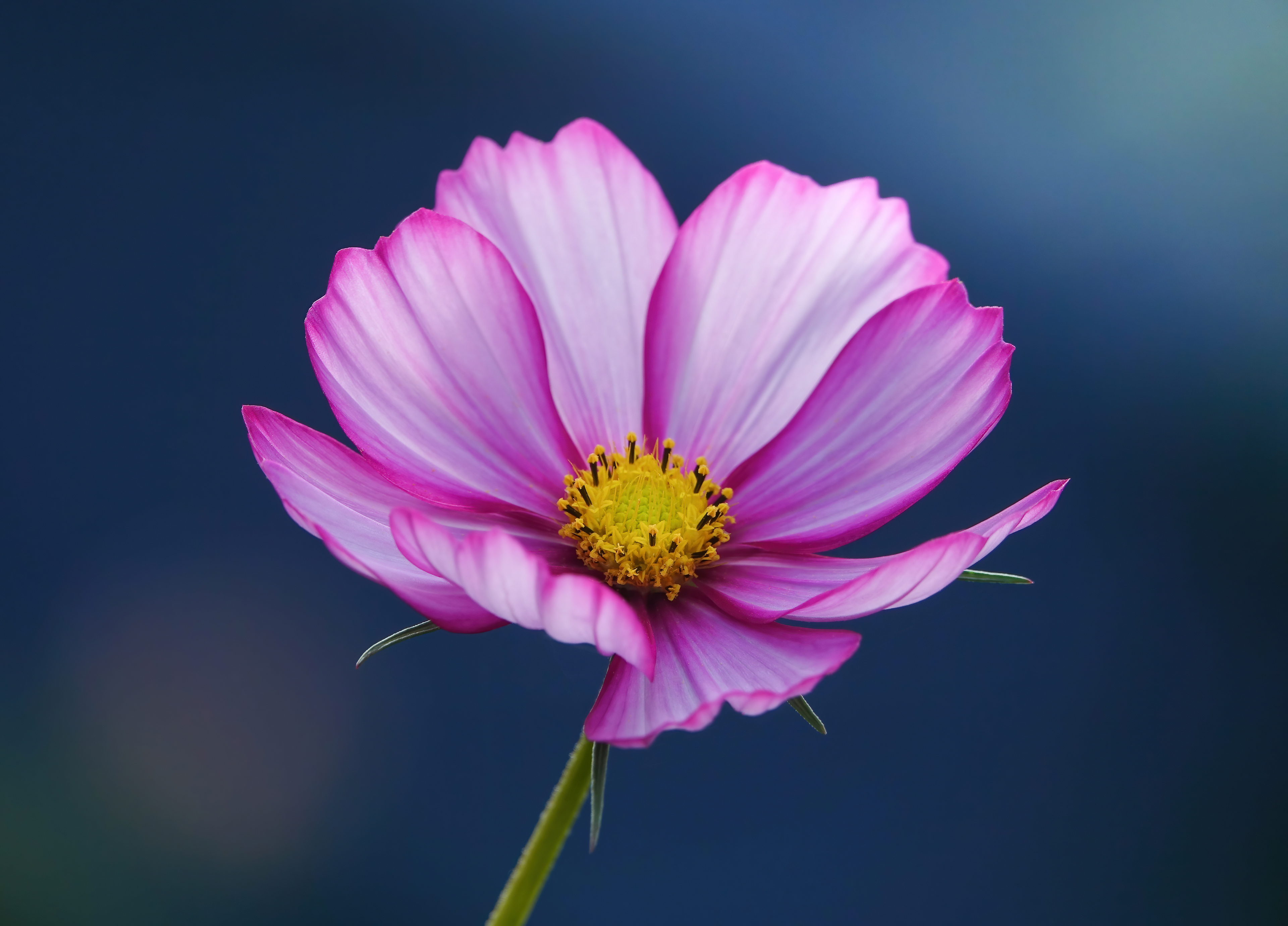 Pink Cosmos