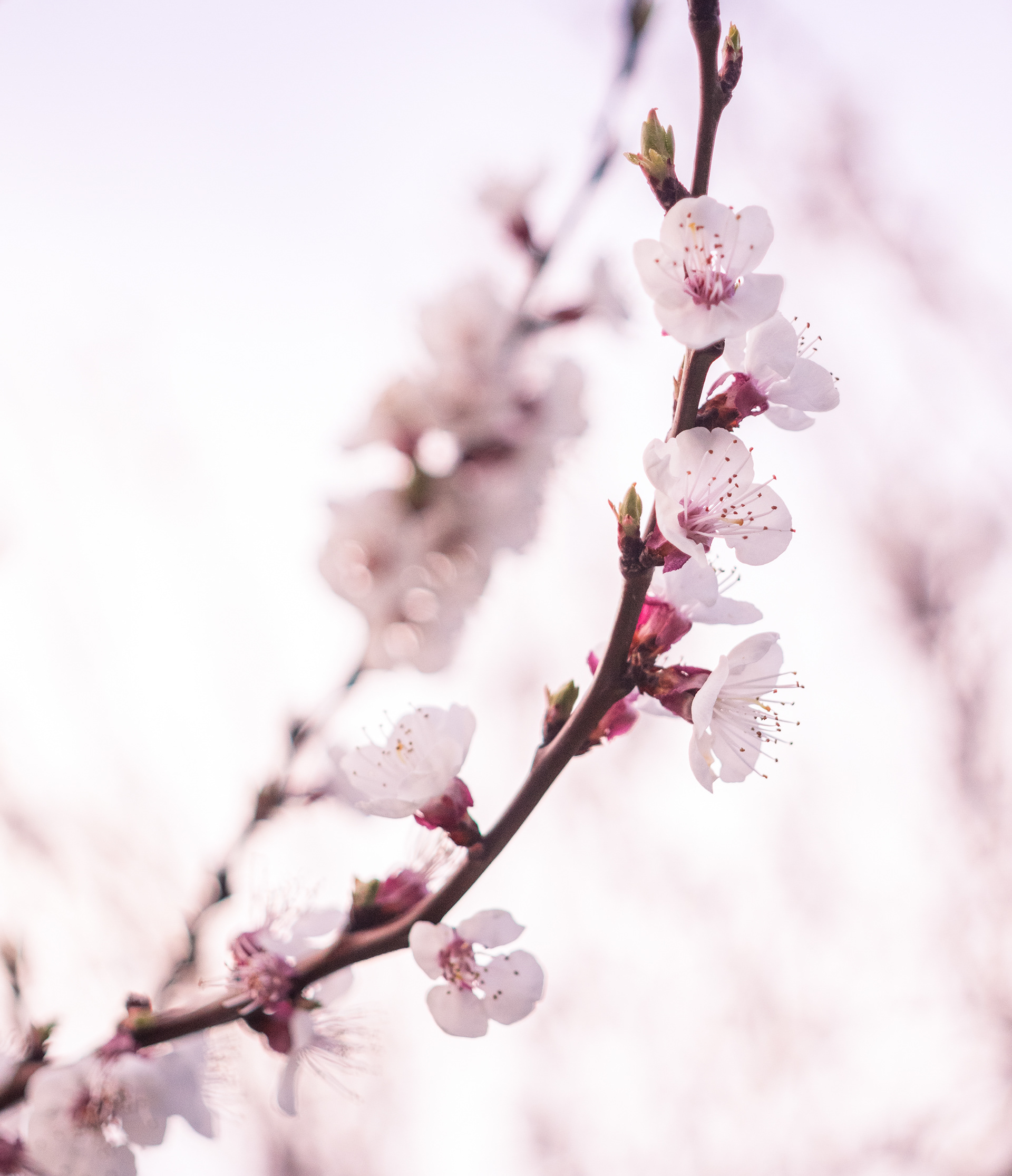 Apricot blossom