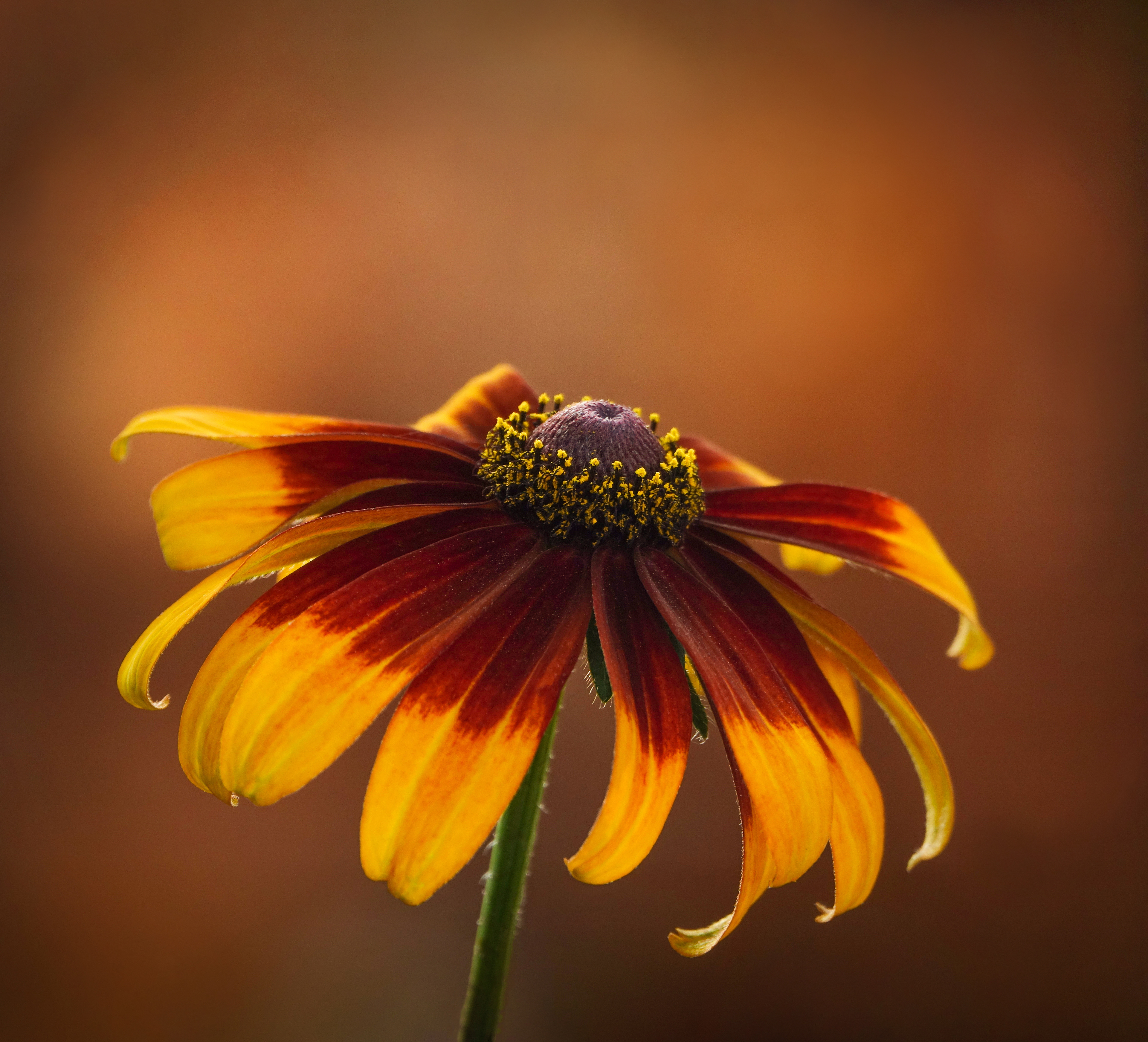 Commended - International Garden Photographer of the Year 2020 - 'Square Crop'