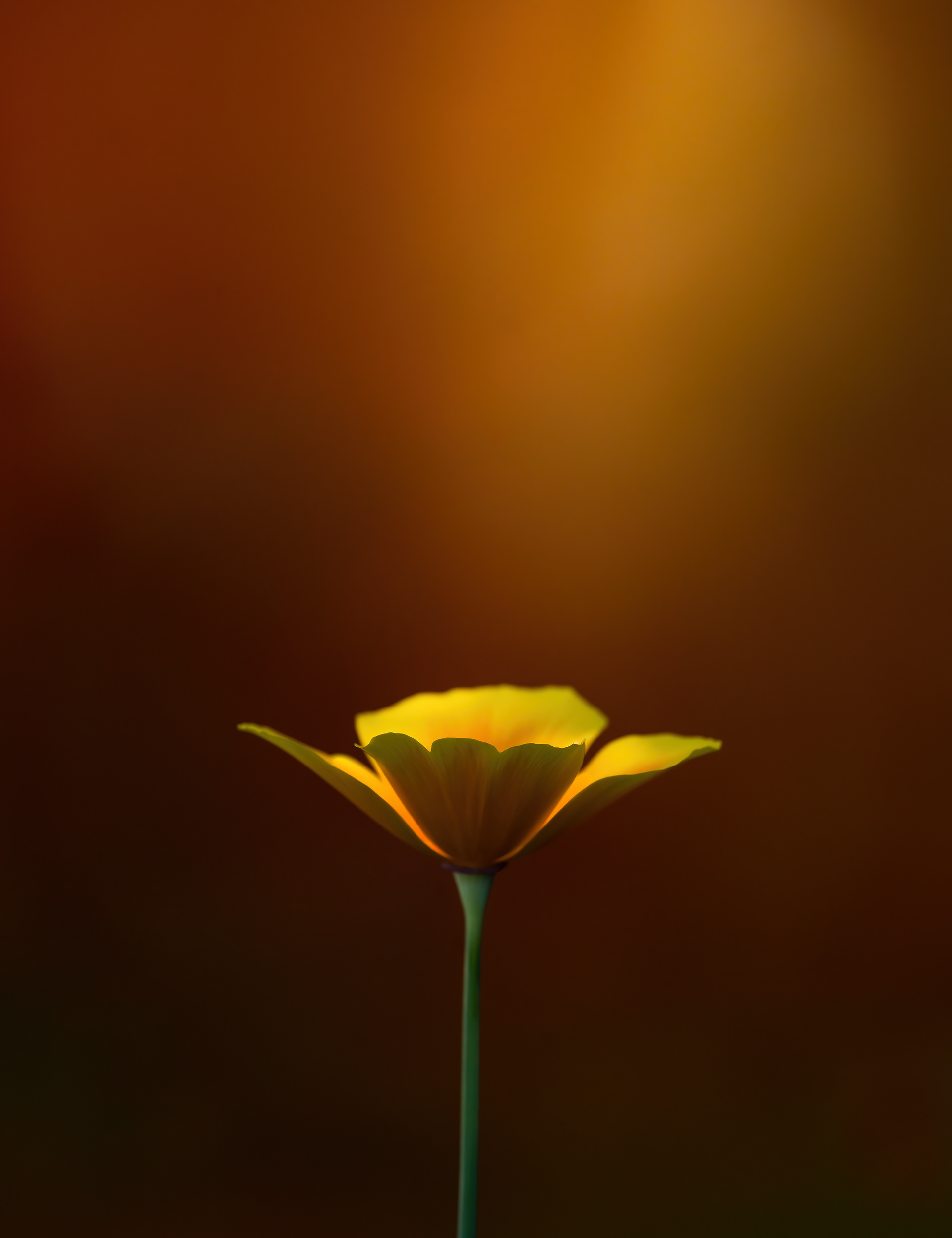 Californian Poppy