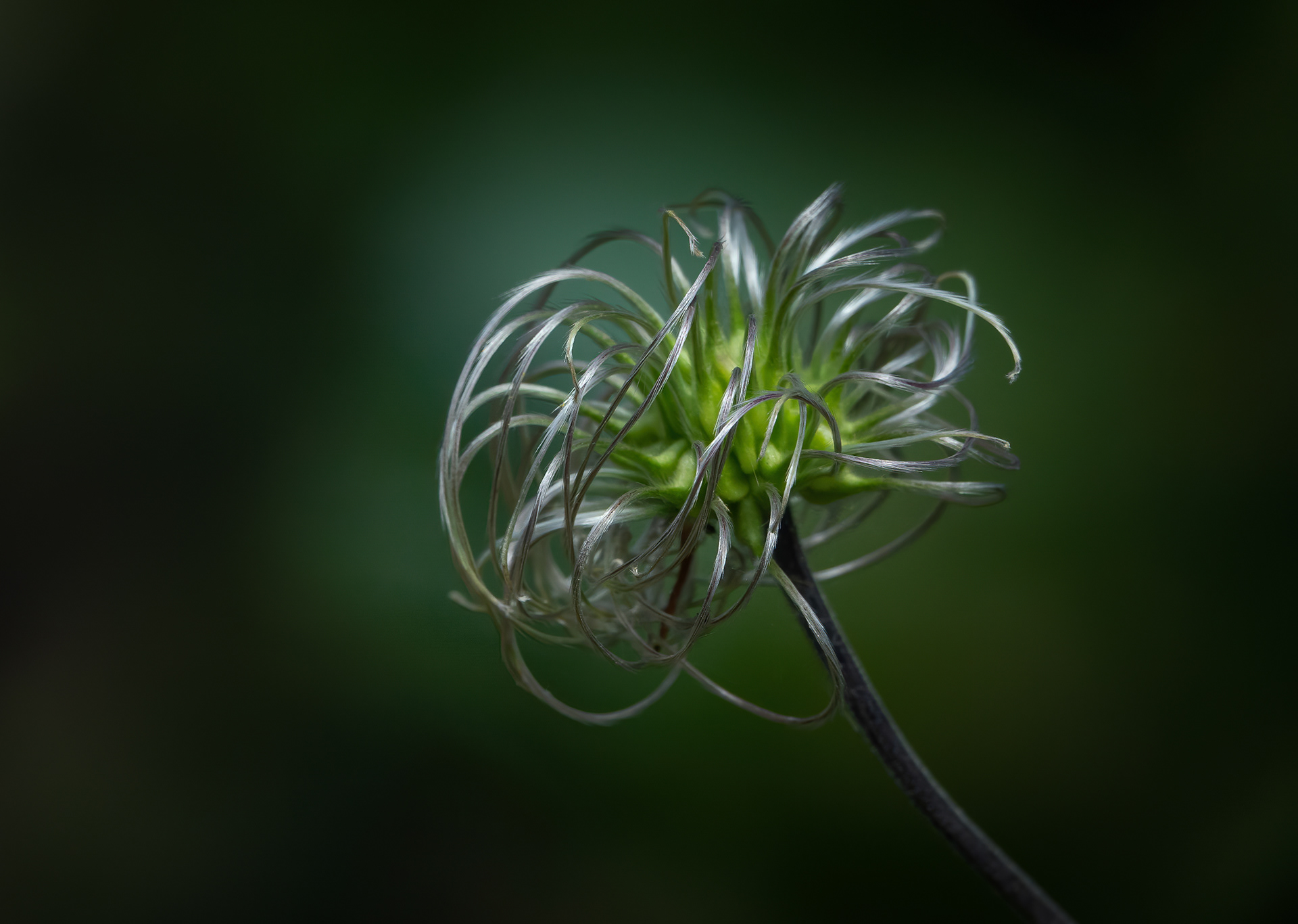 Silver Award - The Guild of Photographers